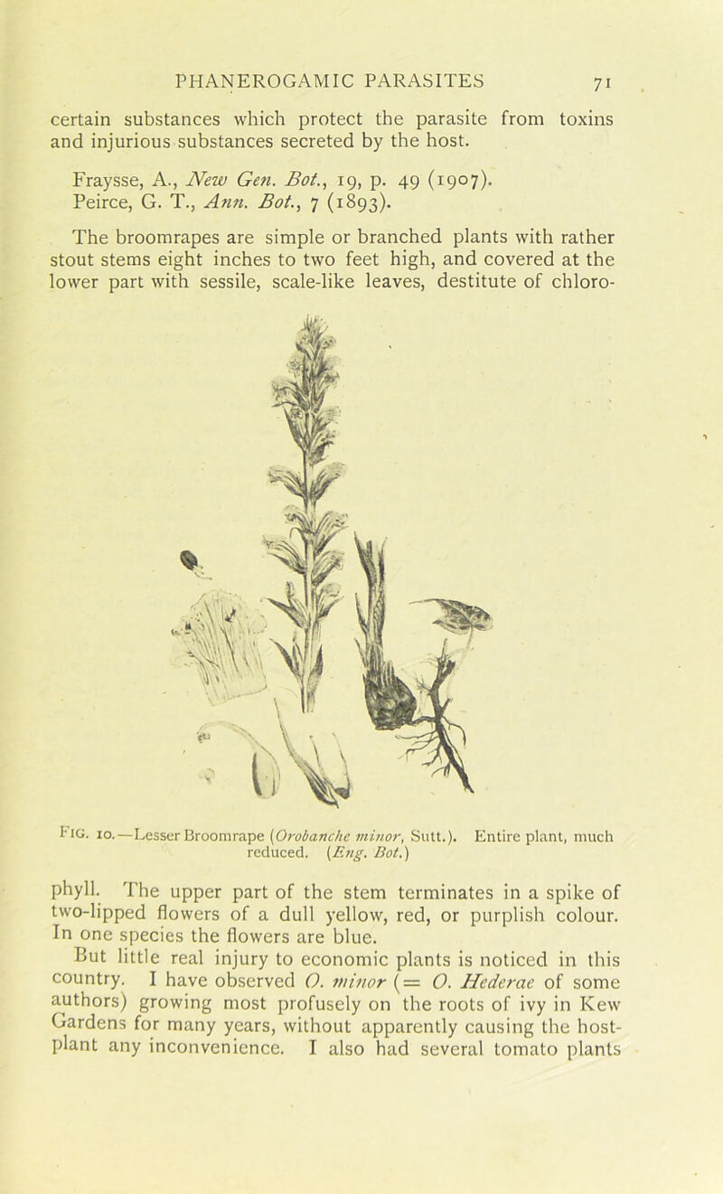certain substances which protect the parasite from toxins and injurious substances secreted by the host. Fraysse, A., New Gen. Bot., 19, p. 49 (1907). Peirce, G. T., Ann. Bot., 7 (1893). The broomrapes are simple or branched plants with rather stout stems eight inches to two feet high, and covered at the lower part with sessile, scale-like leaves, destitute of chloro- tic. 10.—Lesser Broomrape (Orobanche minor, Sutt.). Entire plant, much reduced. [Eng. Bot.) phyll. The upper part of the stem terminates in a spike of two-lipped flowers of a dull yellow, red, or purplish colour. In one species the flowers are blue. But little real injury to economic plants is noticed in this country. I have observed O. minor (= O. Hcderae of some authors) growing most profusely on the roots of ivy in Kew Gardens for many years, without apparently causing the host- plant any inconvenience. I also had several tomato plants