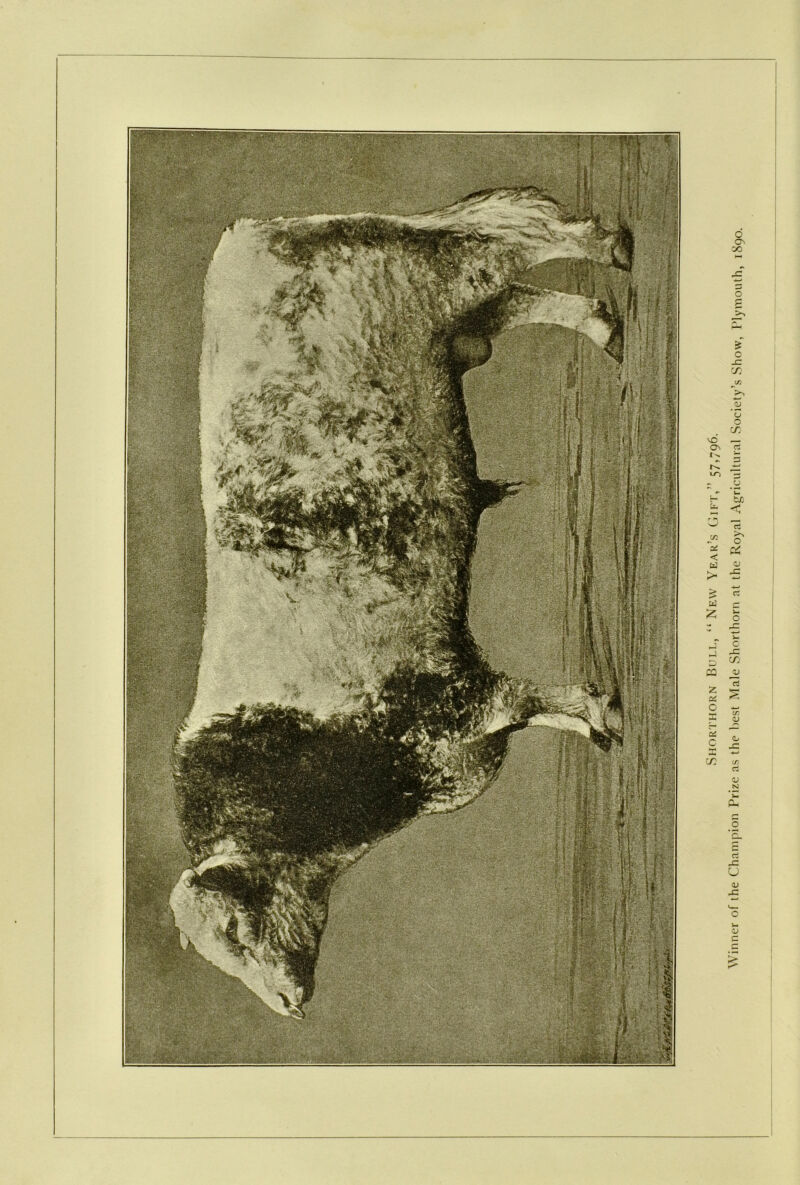 Shorthorn Bull, “New Year’s Gift,” 57,796. Winner of the Champion Prize as the best Male Shorthorn at the Royal Agricultural Society’s Show, Plymouth, 1890.