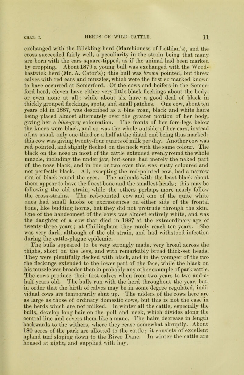 exchanged with the Blickling herd (Marchioness of Lothian’s), and the cross succeeded fairly well, a peculiarity in the strain being that many are horn with the ears square-tipped, as if the animal had been marked by cropping. About 1879 a young hull was exchanged with the Wood- bastwick herd (Mr. A. Cator’s); this bull was brown pointed, but threw calves with red ears and muzzles, which were the first so marked known to have occurred at Somerford. Of the cows and heifers in the Somer- ford herd, eleven have either very little black deckings about the body, or even none at all; while about six have a good deal of black in thickly grouped deckings, spots, and small patches. One cow, about ten years old in 1887, was described as a blue roan, black and white hairs being placed almost alternately over the greater portion of her body, giving her a blue-grey colouration. The fronts of her fore-legs below the knees were black, and so was the whole outside of her ears, instead of, as usual, only one-third or a half at the distal end being thus marked ; this cow was giving twenty-four quarts of milk per day. Another cow was red pointed, and slightly decked on the neck with the same colour. The black on the nose in most of the cattle extended evenly round the whole muzzle, including the under jaw, but some had merely the naked part of the nose black, and in one or two even this was rusty coloured and not perfectly black. All, excepting the red-pointed cow, had a narrow rim of black round the eyes. The animals with the least black about them appear to have the dnest bone and the smallest heads; this may be following the old strain, while the others perhaps more nearly follow the cross-strains. The red-pointed cow and one of the quite white ones had small knobs or excrescences on either side of the frontal bone, like budding horns, but they did not protrude through the skin. One of the handsomest of the cows was almost entirely white, and was the daughter of a cow that died in 1887 at the extraordinary age of twenty-three years ; at Chillingham they rarely reach ten years. She was very dark, although of the old strain, and had withstood infection during the cattle-plague epidemic. The bulls appeared to be very strongly made, very broad across the thighs, short on the legs, and with remarkably broad thick-set heads. They were plentifully flecked with black, and in the younger of the two the deckings extended to the lower part of the face, while the black on his muzzle was broader than in probably any other example of park cattle. The cows produce their first calves when from two years to two-and-a- half years old. The bulls run with the herd throughout the year, but, in order that the birth of calves may be in some degree regulated, indi- vidual cows are temporarily shut up. The udders of the cows here are as large as those of ordinary domestic cows, but this is not the case in the herds which are not milked. In winter all the cattle, especialty the bulls, develop long hair on the poll and neck, which divides along the central line and covers them like a mane. The hairs decrease in length backwards to the withers, where they cease somewhat abruptly. About 180 acres of the park are allotted to the cattle; it consists of excellent upland turf sloping down to the River Dane. In winter the cattle are housed at night* and supplied with hay.