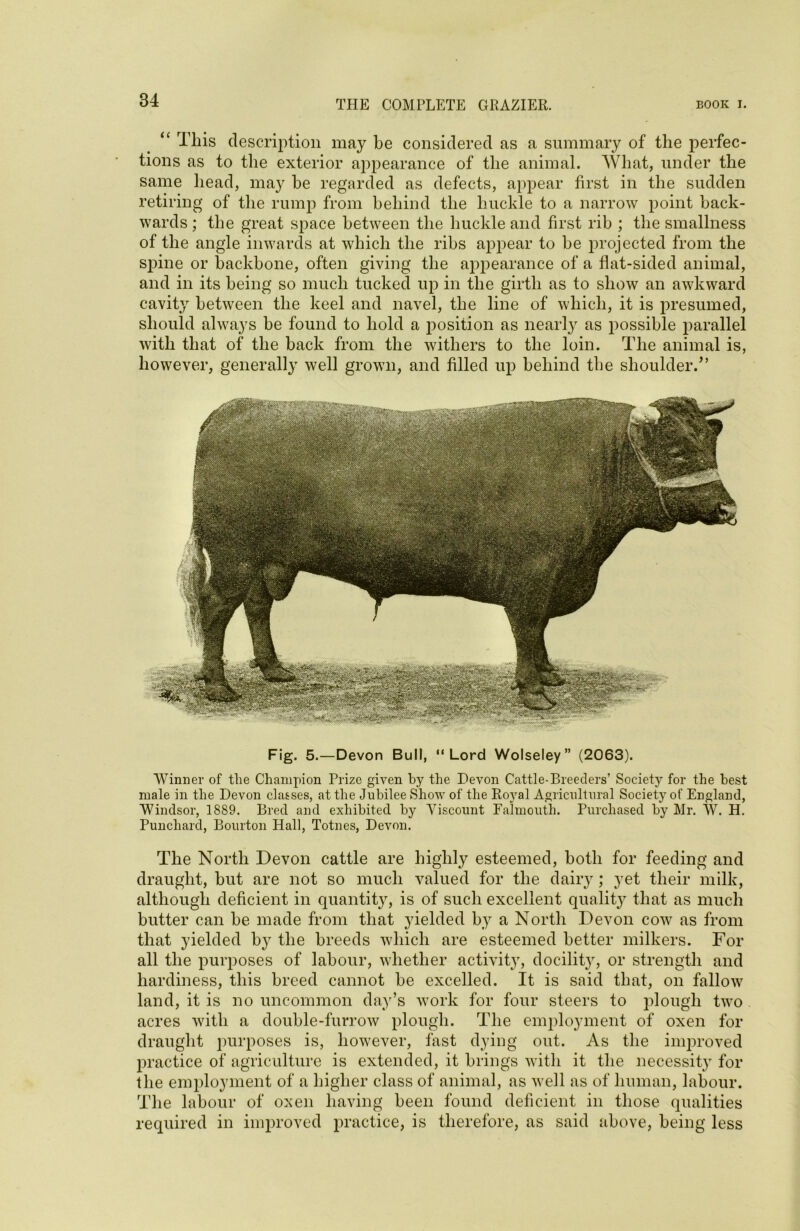 “ This description may be considered as a summary of the perfec- tions as to the exterior appearance of the animal. What, under the same head, may he regarded as defects, appear first in the sudden retiring of the rump from behind the buckle to a narrow point back- wards ; the great space between the buckle and first rib ; the smallness of the angle inwards at which the ribs appear to be projected from the spine or backbone, often giving the appearance of a flat-sided animal, and in its being so much tucked up in the girth as to show an awkward cavity between the keel and navel, the line of which, it is presumed, should always he found to hold a position as nearly as possible parallel with that of the back from the withers to the loin. The animal is, however, generally well grown, and filled up behind the shoulder.” Fig. 5.—Devon Bull, “Lord Wolseley” (2063). Winner of tlie Champion Prize given by the Devon Cattle-Breeders’ Society for the best male in the Devon classes, at the Jubilee Show of the Royal Agricultural Society of England, Windsor, 1889. Bred and exhibited by Viscount Falmouth. Purchased by Mr. W. H. Puncliard, Bourton Hall, Totnes, Devon. The North Devon cattle are highly esteemed, both for feeding and draught, but are not so much valued for the dairy; yet their milk, although deficient in quantity, is of such excellent quality that as much butter can be made from that yielded by a North Devon cow as from that yielded by the breeds which are esteemed better milkers. For all the purposes of labour, whether activity, docility, or strength and hardiness, this breed cannot be excelled. It is said that, on fallow land, it is no uncommon day’s work for four steers to plough two acres with a double-furrow plough. The employment of oxen for draught purposes is, however, fast dying out. As the improved jiractice of agriculture is extended, it brings with it the necessit}' for the employment of a higher class of animal, as well as of human, labour. The labour of oxen having been found deficient in those qualities required in improved practice, is therefore, as said above, being less