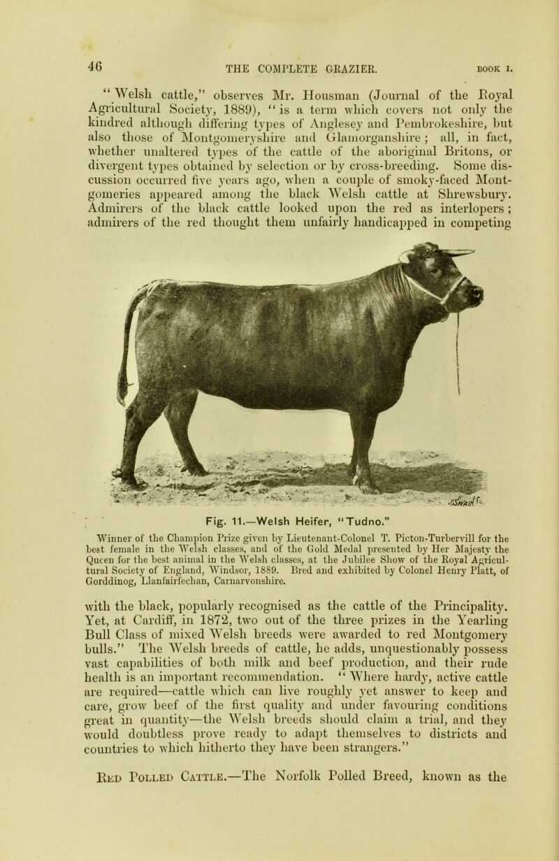 “ Welsh cattle,” observes Mr. Housman (Journal of the Boyal Agricultural Society, 1889), “is a term which covers not only the kindred although differing types of Anglesey and Pembrokeshire, hut also those of Montgomeryshire and Glamorganshire ; all, in fact, whether unaltered types of the cattle of the aboriginal Britons, or divergent types obtained by selection or by cross-breeding. Some dis- cussion occurred five years ago, when a couple of smoky-faced Mont- gomeries appeared among the black Welsh cattle at Shrewsbury. Admirers of the black cattle looked upon the red as interlopers ; admirers of the red thought them unfairly handicapped in competing Fig. 11.—Welsh Heifer, “Tudno.” Winner of the Champion Prize given by Lieutenant-Colonel T. Picton-Turbervill for the best female in the Welsh classes, and of the Gold Medal presented by Her Majesty the Queen for the best animal in the Welsh classes, at the Jubilee Show of the Royal Agricul- tural Society of England, Windsor, 1889. Bred and exhibited by Colonel Henry Platt, of Gorddinog, Llanfairfechan, Carnarvonshire. with the black, popularly recognised as the cattle of the Principality. Yet, at Cardiff, in 1872, two out of the three prizes in the Yearling Bull Class of mixed Welsh breeds were awarded to red Montgomery bulls.” The Welsh breeds of cattle, he adds, unquestionabfy possess vast capabilities of both milk and beef production, and their rude health is an important recommendation. “ Where hardy, active cattle are required—cattle which can live roughly yet answer to keep and care, grow beef of the first quality and under favouring conditions great in quantity—the Welsh breeds should claim a trial, and they would doubtless prove ready to adapt themselves to districts and countries to which hitherto they have been strangers.” Bed Polled Cattle.—The Norfolk Polled Breed, known as the
