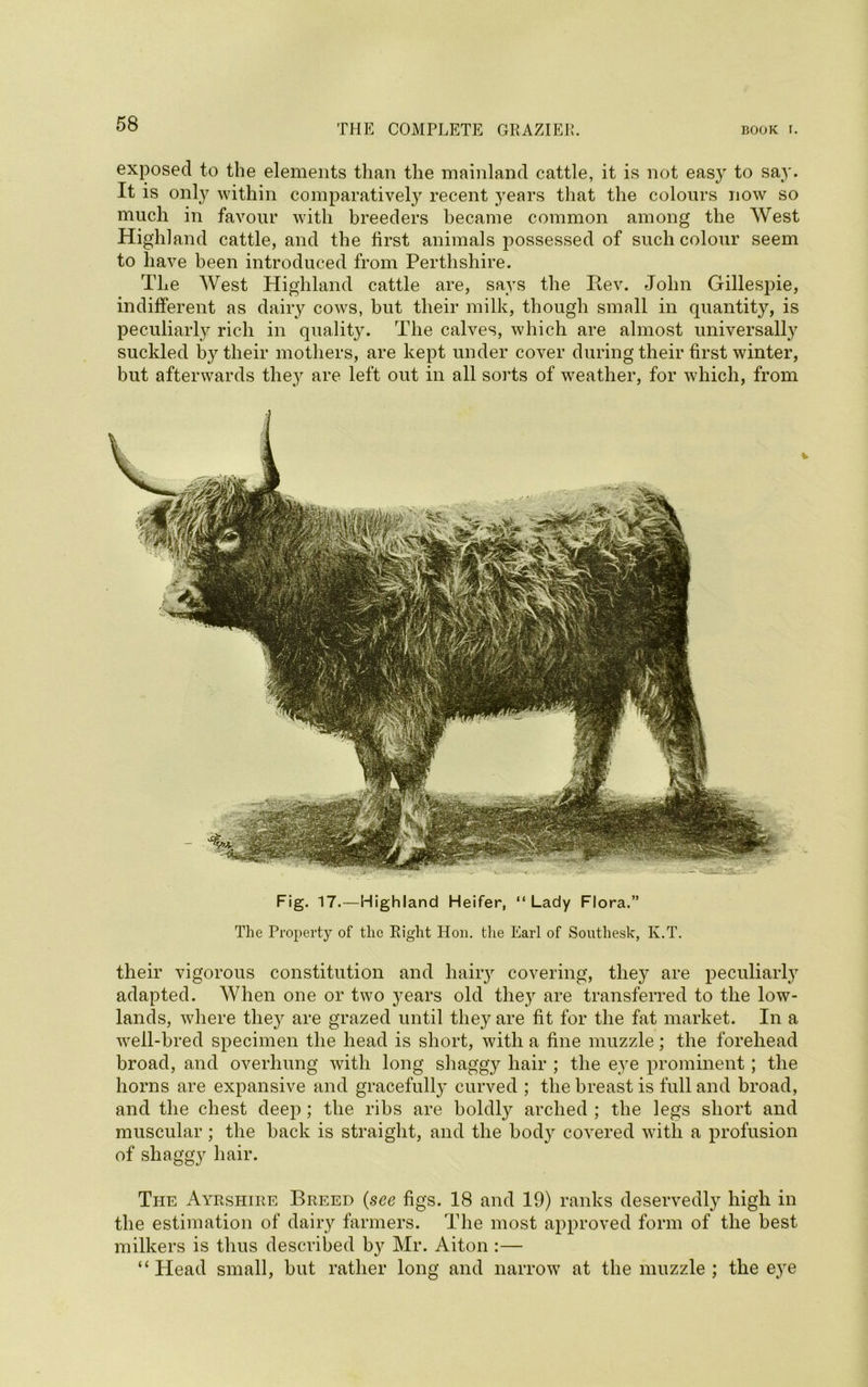 BOOK I. THE COMPLETE GRAZIER. exposed to the elements than the mainland cattle, it is not easy to say. It is only within comparatively recent years that the colours now so much in favour with breeders became common among the West Highland cattle, and the first animals possessed of such colour seem to have been introduced from Perthshire. The West Highland cattle are, says the Rev. John Gillespie, indifferent as dairy cows, but their milk, though small in quantity, is peculiarly rich in quality. The calves, which are almost universally suckled by their mothers, are kept under cover during their first winter, but afterwards they are left out in all sorts of weather, for which, from Fig. 17.—Highland Heifer, “ Lady Flora.” The Property of the Right Hon. the Earl of Southesk, K.T. their vigorous constitution and hairy covering, they are peculiarly adapted. When one or two years old they are transferred to the low- lands, where they are grazed until they are fit for the fat market. In a well-bred specimen the head is short, with a fine muzzle; the forehead broad, and overhung with long shaggy hair ; the eye prominent; the horns are expansive and gracefully curved ; the breast is full and broad, and the chest deep; the ribs are boldly arched ; the legs short and muscular ; the back is straight, and the bod} covered with a profusion of shaggy hair. The Ayrshire Breed (see figs. 18 and 19) ranks deservedly high in the estimation of dairy farmers. The most approved form of the best milkers is thus described by Mr. Aiton :— “ Head small, but rather long and narrow at the muzzle ; the eye