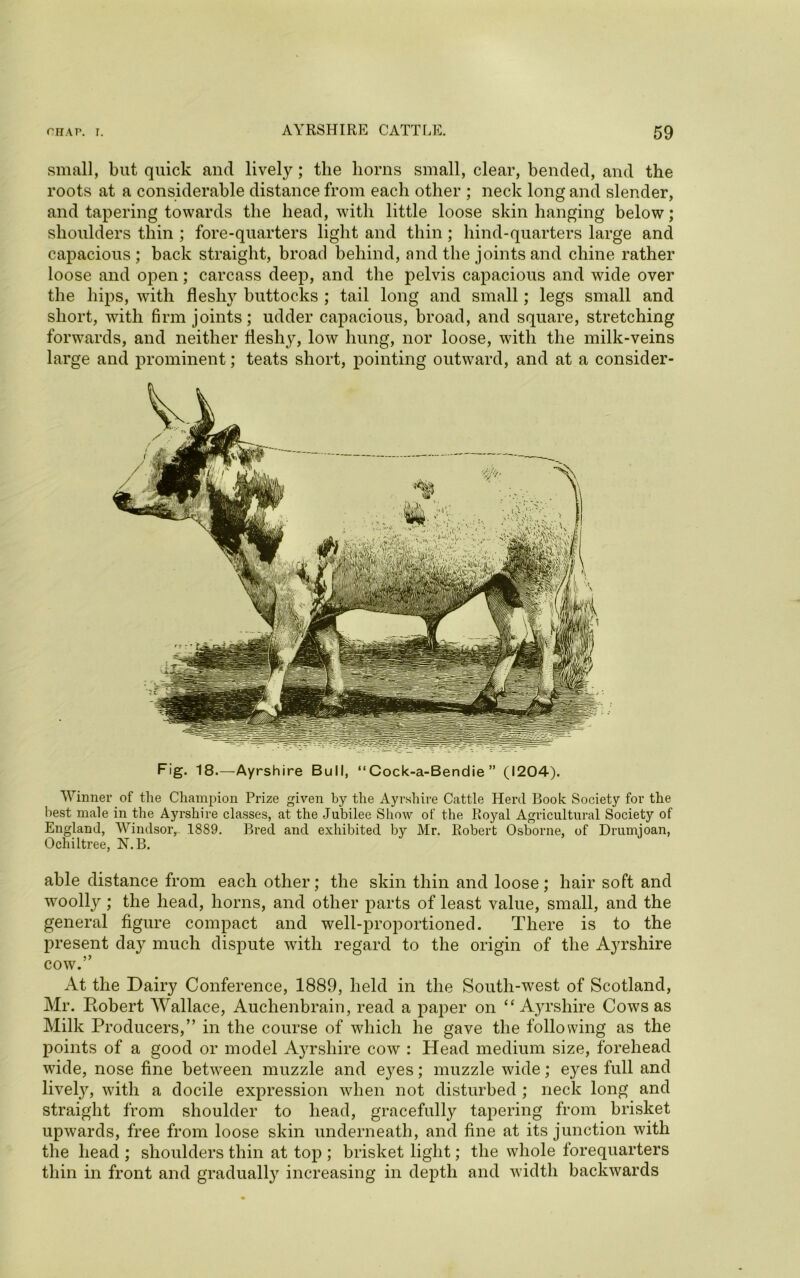 small, but quick and lively; the horns small, clear, bended, and the roots at a considerable distance from each other ; neck long and slender, and tapering towards the head, with little loose skin hanging below; shoulders thin ; fore-quarters light and thin; hind-quarters large and capacious; back straight, broad behind, and the joints and chine rather loose and open; carcass deep, and the pelvis capacious and wide over the hips, with fleshy buttocks ; tail long and small; legs small and short, with firm joints; udder capacious, broad, and square, stretching forwards, and neither fleshy, low hung, nor loose, with the milk-veins large and prominent; teats short, pointing outward, and at a consider- Fig. 18.—Ayrshire Bull, “Cock-a-Bendie ” (1204). Winner of the Champion Prize given by the Ayrshire Cattle Herd Book Society for the best male in the Ayrshire classes, at the Jubilee Show of the Royal Agricultural Society of England, Windsor, 1889. Bred and exhibited by Mr. Robert Osborne, of Drumjoan, Ochiltree, N.B. able distance from each other; the skin thin and loose; hair soft and woolly ; the head, horns, and other parts of least value, small, and the general figure compact and well-proportioned. There is to the present day much dispute with regard to the origin of the Ayrshire cow.” At the Dairy Conference, 1889, held in the South-west of Scotland, Mr. Bobert Wallace, Auchenbrain, read a paper on “ A3U’shire Cows as Milk Producers,” in the course of which he gave the following as the points of a good or model Ayrshire cow : Head medium size, forehead wide, nose fine between muzzle and eyes; muzzle wide; eyes full and lively, with a docile expression when not disturbed ; neck long and straight from shoulder to head, gracefully tapering from brisket upwards, free from loose skin underneath, and fine at its junction with the head ; shoulders thin at top ; brisket light; the whole forequarters thin in front and gradually increasing in depth and width backwards