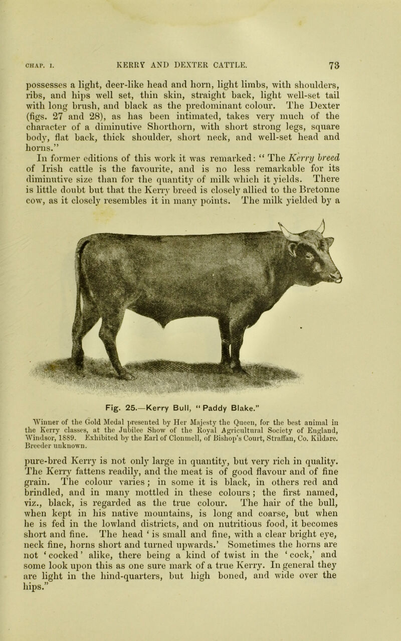 Fig. 25.—Kerry Bull, “ Paddy Blake.” Winner of the Gold Medal presented by Her Majesty the Queen, for the best animal in the Kerry classes, at the Jubilee Show of the Royal Agricultural Society of England, Windsor, 1889. Exhibited by the Earl of Clonmell, of Bishop's Court, Straffan, Co. Kildare. Breeder unknown. pure-bred Kerry is not only large in quantity, but very rich in quality. The Kerry fattens readily, and the meat is of good flavour and of fine grain. The colour varies; in some it is black, in others red and brindled, and in many mottled in these colours ; the first named, viz., black, is regarded as the true colour. The hair of the bull, when kept in his native mountains, is long and coarse, but when he is fed in the lowland districts, and on nutritious food, it becomes short and fine. The head * is small and fine, with a clear bright eye, neck fine, horns short and turned upwards.’ Sometimes the horns are not ‘ cocked ’ alike, there being a kind of twist in the ‘ cock,’ and some look upon this as one sure mark of a true Kerry. In general they are light in the liind-quarters, but high boned, and wide over the hips.” possesses a light, deer-like head and horn, light limbs, with shoulders, ribs, and hips well set, thin skin, straight back, light well-set tail with long brush, and black as the predominant colour. The Dexter (figs. 27 and 28), as has been intimated, takes very much of the character of a diminutive Shorthorn, with short strong legs, square body, flat back, thick shoulder, short neck, and well-set head and horns.” In former editions of this work it was remarked: “ The Kerry breed of Irish cattle is the favourite, and is no less remarkable for its diminutive size than for the quantity of milk which it yields. There is little doubt but that the Kerry breed is closely allied to the Bretonne cow, as it closely resembles it in many points. The milk yielded by a