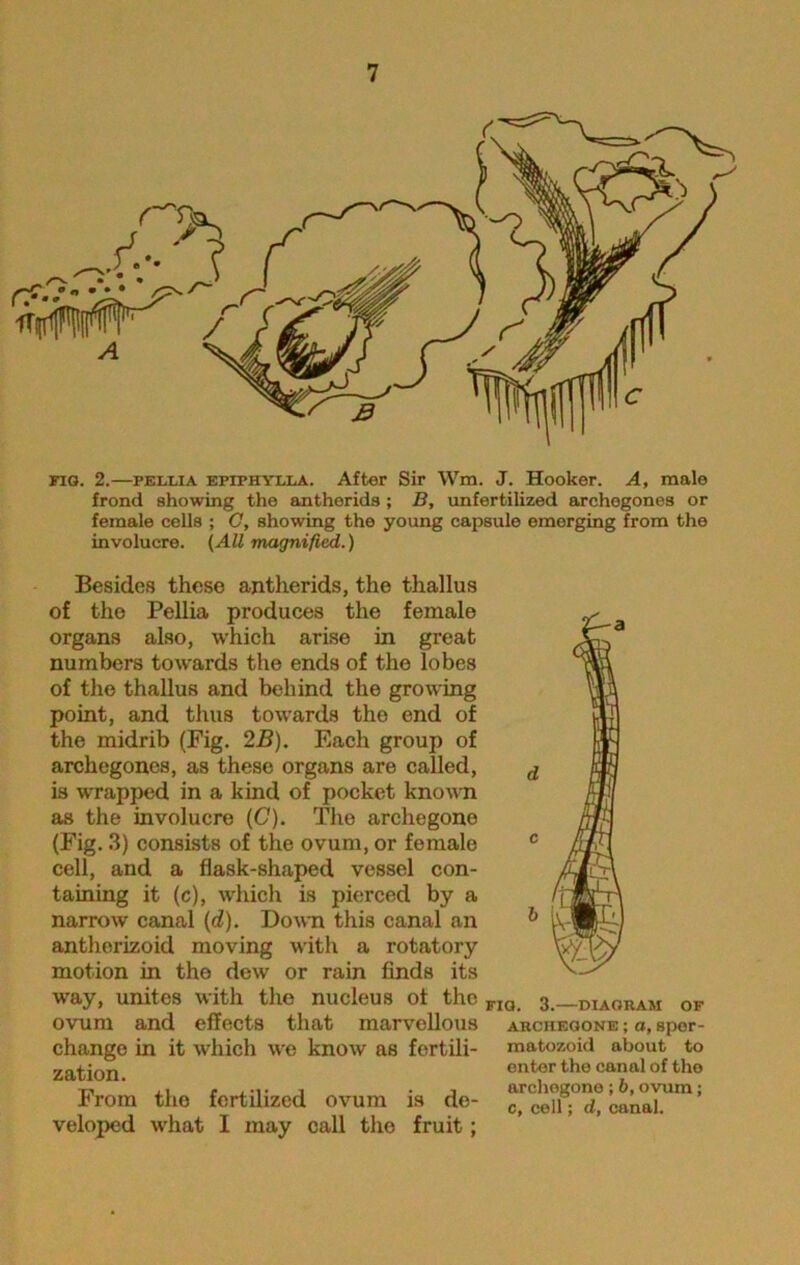 iiifM’r r' fig. 2.—peixia epiphylla. After Sir Wm. J. Hooker. A, male frond showing the antherids; B, unfertilized archegones or female cells ; C, showing the young capsule omorging from the involucre. (All magnified.) Besides these antherids, the thallus of the Pellia produces the female organs also, which arise in great numbers towards the ends of the lobes of the thallus and behind the growing point, and thus towards the end of the midrib (Fig. 2B). Each group of archegones, as these organs are called, is wrapped in a kind of pocket known as the involucre (C). The archegone (Fig. 3) consists of the ovum, or female cell, and a flask-shaped vessel con- taining it (c), which is pierced by a narrow canal (d). Down this canal an antherizoid moving with a rotatory motion in the dew or rain finds its way, unites with the nucleus of the ovum and effects that marvellous change in it which we know as fertili- zation. From the fertilized ovum is de- veloped what I may call the fruit; FIG. 3. DIAGRAM OF ARCHEGONE ; O, Spor- matozoid about to enter the canal of the archegone ; b, ovum; c, cell; d, canal.