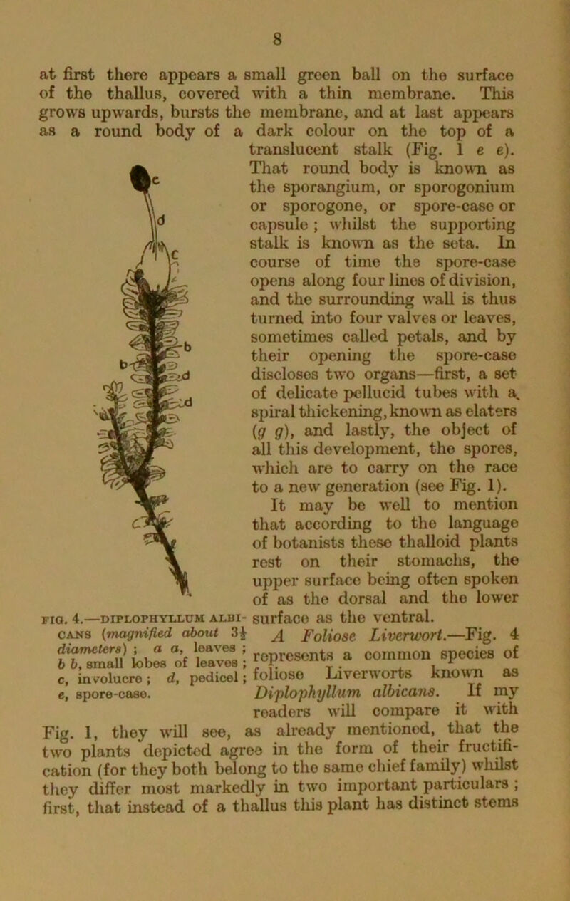 at first there appears a small green ball on the surface of the thallus, covered with a thin membrane. This grows upwards, bursts the membrane, and at last appears as a round body of a dark colour on the top of a translucent stalk (Fig. lee). That round body is known as the sporangium, or sporogonium or sporogone, or spore-case or capsule; whilst the supporting stalk is known as the seta. In course of time the spore-case opens along four lines of division, and the surrounding wall is thus turned into four valves or leaves, sometimes called petals, and by their opening the spore-case discloses two organs—first, a set of delicate pellucid tubes with a. spiral thickening, known as elaters (g g), and lastly, the object of all this development, the spores, which are to carry on the race to a new generation (see Fig. 1). It may be well to mention that according to the language of botanists these thalloid plants rest on their stomachs, the upper surface being often spoken of as the dorsal and the lower fiq. 4.—DXPLOPHYI.LUM albi- surface as the ventral. cans (magnified, about 3£ Foliose Liverwort.—Fig. 4 itTmauiobiof ^ I r^rcscnta » common species of c, involucre; d, pedicel; foliose Liverworts known as e, spore-caao. Diplophyllwn albicans. If my roaders will compare it with Fig. 1, they will see, as already mentioned, that the two plants depicted agree in the form of their fructifi- cation (for they both belong to the same chief family) whilst they differ most markedly in two important particulars ; first, that instead of a thallus this plant has distinct stems