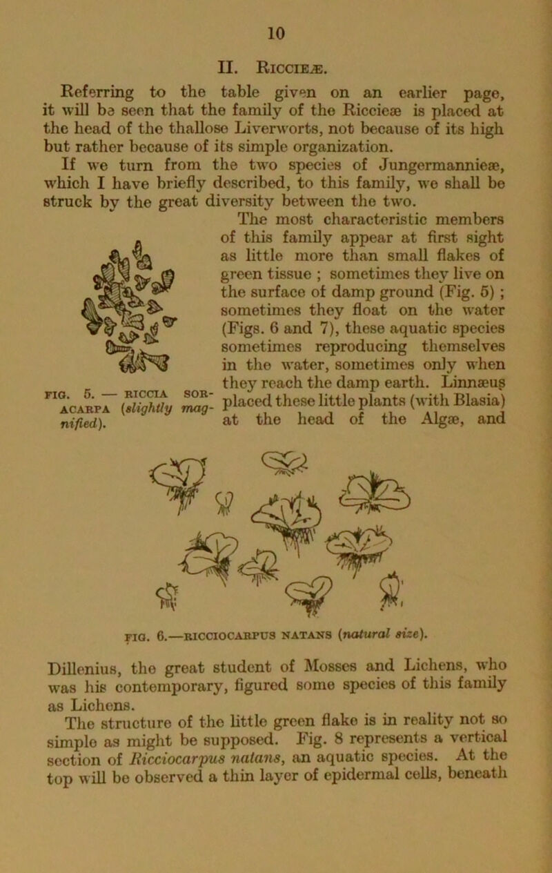 II. Riccie.®. Referring to the table given on an earlier page, it will be seen that the family of the Riccieae is placed at the head of the thallose Liverworts, not because of its high but rather because of its simple organization. If we turn from the two species of Jungermannieae, which I have briefly described, to this family, we shall be struck by the great diversity between the two. The most characteristic members of this family appear at first sight as little more than small flakes of green tissue ; sometimes they live on the surface of damp ground (Fig. 5) ; sometimes thoy float on the wator (Figs. 6 and 7), these aquatic species sometimes reproducing themselves in the water, sometimes only when the)7 reach the damp earth. Linnaeus FI ACARpr (TligZty Zg- placed these little plants (with Blasia) nified). at the head of the Algae, and FIG. 6.—ricciocarpus natans (natural size). Dillenius, the great student of Mosses and Lichens, who was his contemporary, figured some species of this family as Lichens. The structure of the little green flake is in reality not so simplo as might be supposed. Fig. 8 represents a vertical section of Ricciocarpus natans, an aquatic species. At the top will be observed a thin layer of epidermal cells, beneath