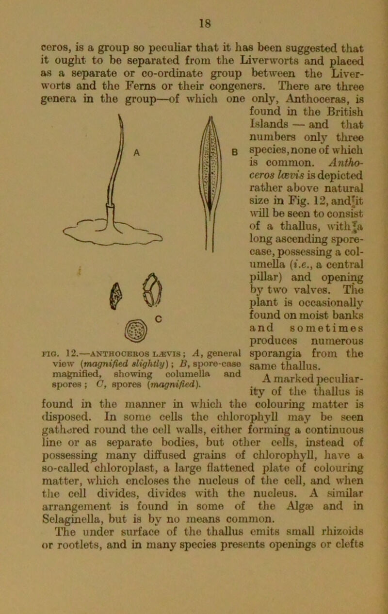coros, is a group so peculiar that it has been suggested that it ought to be separated from the Liverworts and placed as a separate or co-ordinate group between the Liver- worts and the Ferns or their congeners. There are three genera in the group—of which one only, Anthoceras, is found in the British Islands — and that numbers only three B species,none of which is common. Antho- ceros Icevis is depicted rather above natural size in Fig. 12, and jit will be seen to consist of a thallus, withja long ascending spore- case, possessing a col- umella (t.e., a central pillar) and opening by two valves. The plant is occasionally found on moist banks and sometimes produces numerous no. 12.—anthoceros l^vis ; A, general sporangia from the view (magnified slightly); B, spore-case same thallus magnified, showing columella and A marked nernliar- spores; G, spores (magnified). A marked peculiar lty of the thallus is found in the manner in which the colouring matter is disposed. In some cells tho chlorophyll may be seen gathered round the cell walls, either forming a continuous line or as separate bodies, but other cells, instead of possessing many diffused grains of chlorophyll, have a so-called chloroplast, a large flattened plate of colouring matter, which encloses the nucleus of the cell, and when the cell divides, divides with the nucleus. A similar arrangement is found in some of the Algae and in Selaginella, but is by no means common. The under surface of the thallus emits small rhizoids or rootlets, and in many species presents openings or clefts