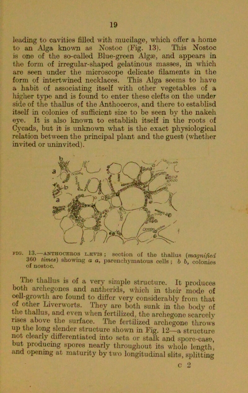loading to cavities filled with mucilage, which offer a home to an Alga known as Nostoc (Fig. 13). This Nostoc is one of the so-called Blue-green Algae, and appears in the form of irregular-shaped gelatinous masses, in which are seen under the microscope delicate filaments in the form of intertwined necklaces. This Alga seems to have a habit of associating itself with other vegetables of a higher type and is found to enter these clefts on the under side of the thallus of the Anthoceros, and there to establisd itself in colonies of sufficient size to be seen by the nakeh eye. It is also known to establish itself in the roots of Cycads, but it is unknown what is the exact physiological relation between the principal plant and the guest (whether invited or uninvited). FIG- o1i!;~ANTHOCEROS LJEVIS ! section of the thallus (magnified ‘MjO times) showing o a, parenchymatous cells ; b b, colonies of nostoc. The thallus is of a very simple structure. It produces both archegones and anthorids, which in their mode of cell-growth are found to differ very considerably front that of other Liverworts. They are both sunk in the body of the thallus, and even when fertilized, the archegonc scarcely rises above the surface. The fertilized arcliegone throws up the long slender structure shown in Fig. 12—a structure not clearly differentiated into seta or stalk and spore-case, but producing spores nearly throughout its whole length, and opening at maturity by two longitudinal slits, splitting c 2