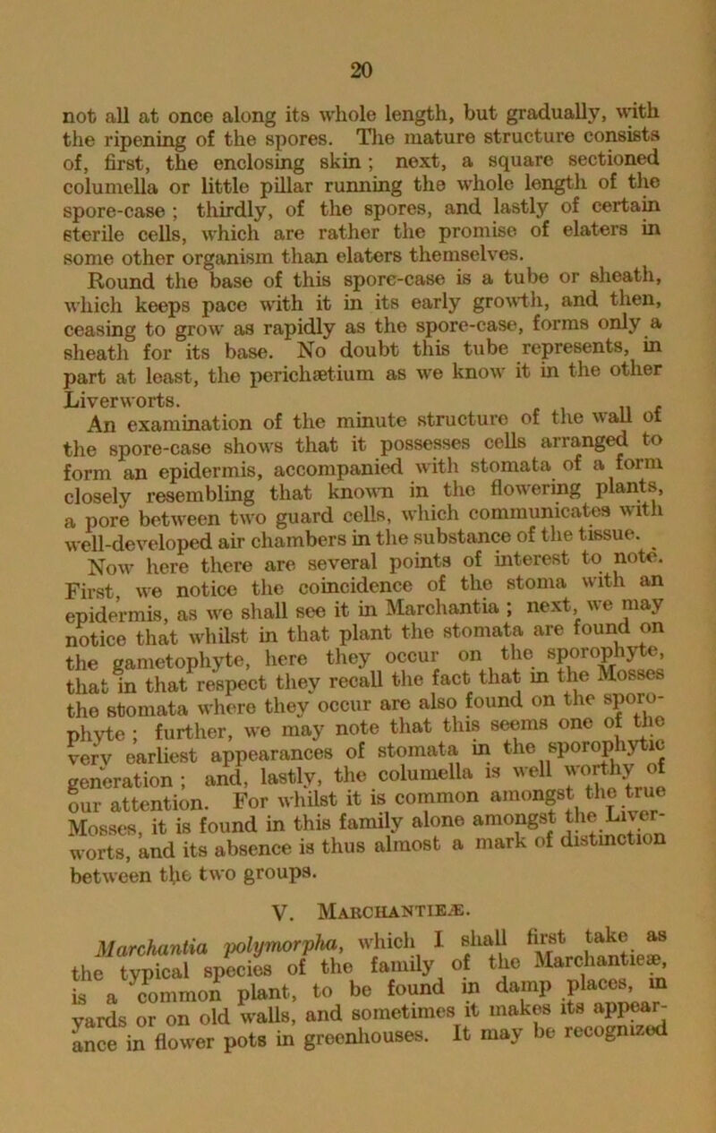 not all at once along its whole length, but gradually, with the ripening of the spores. The mature structure consists of, first, the enclosing skin; next, a square sectioned columella or little pillar running the whole length of the spore-case ; thirdly, of the spores, and lastly of certain sterile cells, which are rather the promise of elaters in some other organism than elaters themselves. Round the base of this spore-case is a tube or sheath, which keeps pace with it in its early growth, and then, ceasing to grow as rapidly as the spore-case, forms only a sheath for its base. No doubt this tube represents, in part at least, the perichsetium as we know it in the other Liverworts. , An examination of the minute structure of the wall ot the spore-case shows that it possesses cells arranged to form an epidermis, accompanied with stomata of a form closely resembling that known in the flowering plants, a pore between two guard cells, which communicates with well-developed air chambers in the substance of the tissue. Now here there are several points of interest to note. First, we notice the coincidence of the stoma with an epidermis, as we shall see it in Marcliantia ; next, we may notice that whilst in that plant the stomata are found on the gametophyte, here they occur on the sporophyte that in that respect they recall the fact that m the Mosses the stomata where they occur are also found on the sporo- phyte ; further, we may note that this seems one of the very earliest appearances of stomata m the sporophytic generation ; and, lastly, the columella is well worjyrf our attention. For whilst it is common amongst the true Mosses, it is found in this family alone amongst the Live- worts, and its absence is thus almost a mark of distinction between tfio two groups. V. MARCHANTIEiE. Marchantia polymorpha, which 1 shall first take as the typical species of tho family of the Marchantieae, is a ‘common plant, to be found in damp places, m yards or on old walls, and sometimes it makes its appear- ance in flower pots in greenhouses. It may be recognized