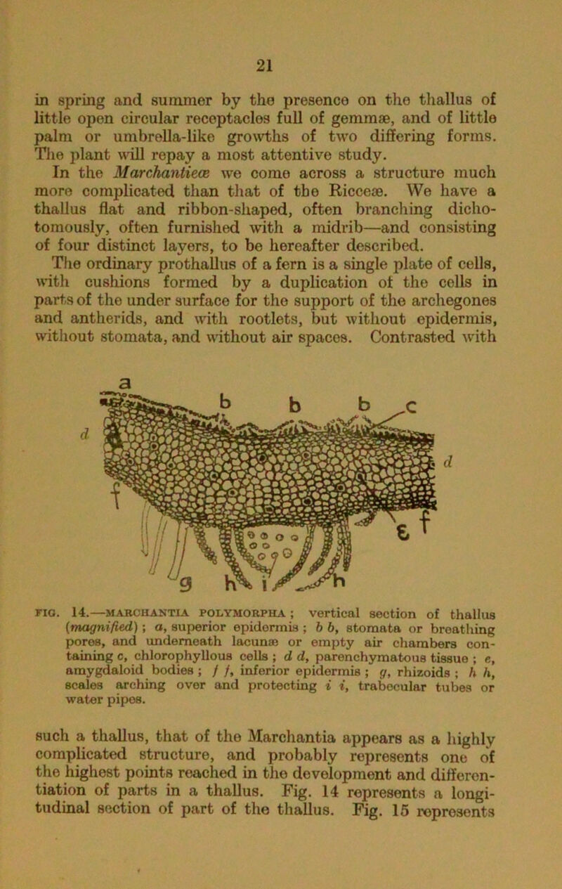 in spring and summer by the presenco on the thallus o£ little open circular receptacles full of gemmae, and of little palm or umbrella-like growths of two differing forms. The plant will repay a most attentive study. In the Marchantiece we come across a structure much more complicated than that of the Riccese. We have a thallus flat and ribbon-shaped, often branching dicho- tomously, often furnished with a midrib—and consisting of four distinct layers, to be hereafter described. The ordinary prothallus of a fern is a single plate of cells, with cushions formed by a duplication of the cells in parts of the under surface for the support of the archegones and antherids, and with rootlets, but without epidermis, without stomata, and without air spaces. Contrasted with FIG. 14.—marchantia poly morph a ; vertical section of thallus (magnified); a, superior epidermis ; b b, stomata or breathing pores, and underneath lacunae or empty air chambers con- taining c, chlorophyllous cells ; d d, parenchymatous tissue ; e, amygdaloid bodies ; / /, inferior epidermis ; g, rhizoids ; h h, scales arching over and protecting i i, trabecular tubes or water pipes. such a thallus, that of the Marchantia appears as a highly complicated structure, and probably represents one of the highest points reached in the development and differen- tiation of parts in a thallus. Fig. 14 represents a longi- tudinal section of part of the thallus. Fig. 15 represents