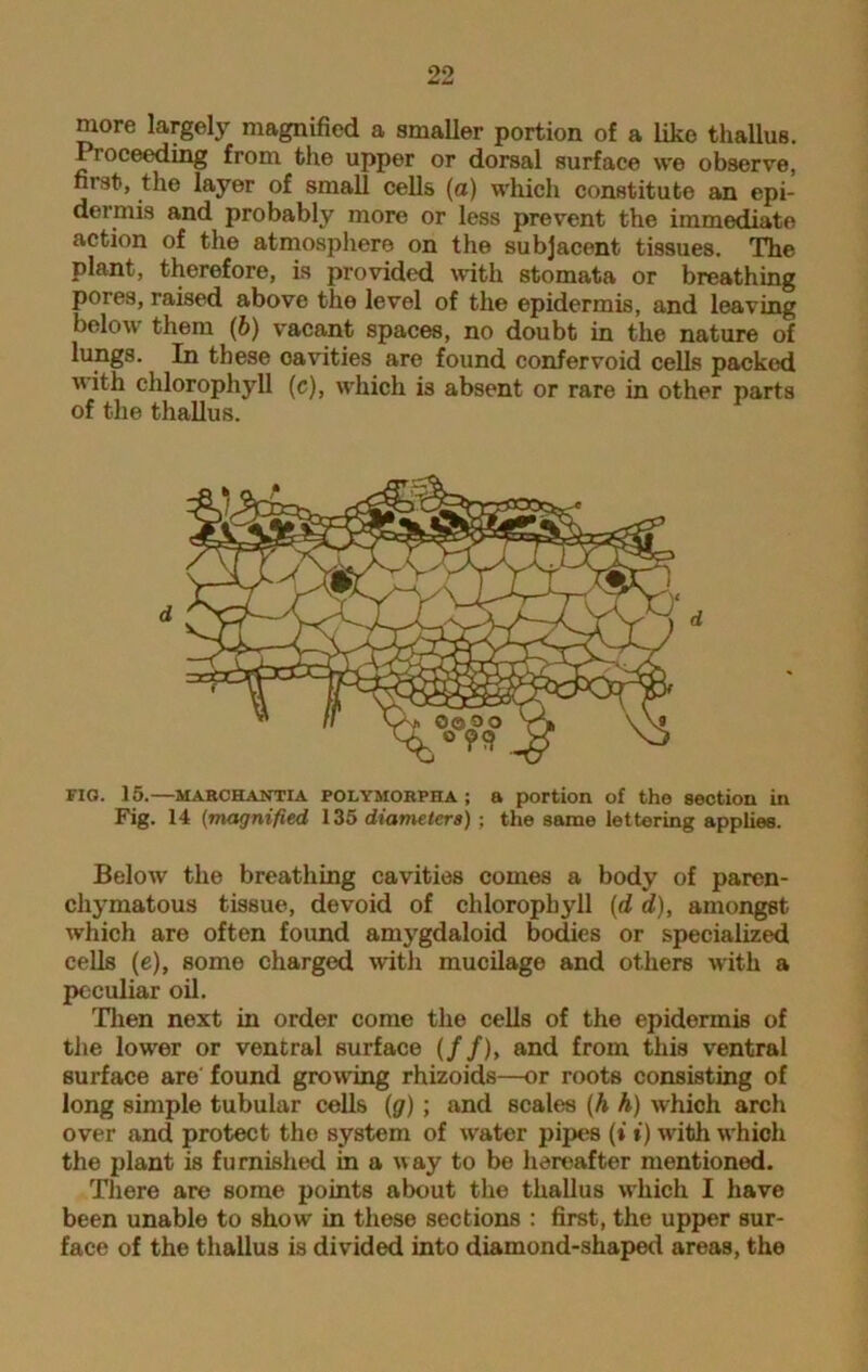 more largely magnified a smaller portion of a like thallus. Proceeding from the upper or dorsal surface we observe, first, the layer of small cells (a) which constitute an epi- dermis and probably more or less prevent the immediate action of the atmosphere on the subjacent tissues. The plant, therefore, is provided with stomata or breathing pores, raised above the level of the epidermis, and leaving below them (b) vacant spaces, no doubt in the nature of lungs. In these oavities are found confer void cells packed  ith chlorophyll (c), which is absent or rare in other parts of the thallus. FIG. 15.—marchantia polymobpha; a portion of the section in Fig. 14 (magnified 135 diameters); the same lettering applies. Below the breathing cavities comes a body of paren- chymatous tissue, devoid of chlorophyll (d d), amongst which are often found amygdaloid bodies or specialized cells (e), some charged with mucilage and others with a peculiar oil. Then next in order come the cells of the epidermis of the lower or ventral surface (//), and from this ventral surface are found growing rhizoids—or roots consisting of long simple tubular cells (g) ; and scales (h h) which arch over and protect the system of water pipes (»' *') with which the plant is furnished in a way to be hereafter mentioned. There are some points about the thallus which I have been unable to show in these sections : first, the upper sur- face of the thallus is divided into diamond-shaped areas, the