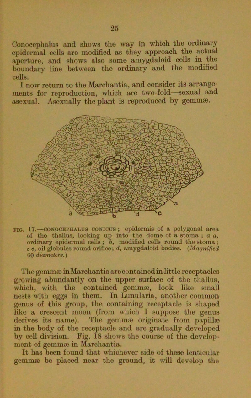 Conocephalus and shows the way in which the ordinary epidermal cells are modified as they approach the actual aperture, and shows also some amygdaloid cells in the boundary line between the ordinary and the modified cells. I now return to the Marchantia, and consider its arrange- ments for reproduction, which are two-fold—sexual and asexual. Asexually the plant is reproduced by gemmae. fig. 17.—conocephalus conicus ; epidermis of a polygonal area of the thallus, looking up into the dome of a stoma ; a a, ordinary epidermal cells ; b, modified cells round the stoma ; c c, oil globules round orifice; d, amygdaloid bodies. (Magnified <50 diameters.) The gemmae in Marchantia are contained in little receptaclos growing abundantly on the upper surface of the thallus, which, with the contained gemmae, look like small nests with eggs in them. In Lunularia, another common genus of this group, the containing receptacle is shaped like a crescent moon (from which 1 suppose the genus derives its name). The gemmae originate from papillae in the body of the receptacle and are gradually developed by cell division. Fig. 18 shows the course of the develop- ment of gemmae in Marchantia. It has been found that whichever side of these lenticular gemmae be placed near the ground, it will develop the