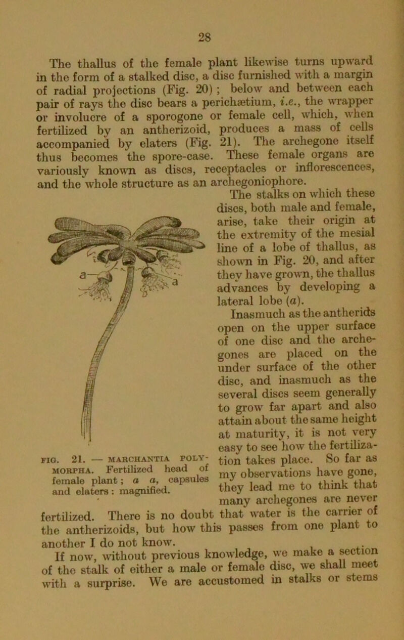 The thallus of the female plant likewise turns upward in the form of a stalked disc, a disc furnished with a margin of radial projections (Fig. 20) ; below and between each pair of rays the disc bears a perichsetium, i.e., the wrapper or involucre of a sporogone or female cell, which, when fertilized by an antherizoid, produces a mass of cells accompanied by elaters (Fig. 21). The archegone itself thus becomes the spore-case. These female organs are variously known as discs, receptacles or inflorescences, and the whole structure as an archegoniophore. The stalks on which these discs, both male and female, arise, take then’ origin at the extremity of the mesial line of a lobe of thallus, as shown in Fig. 20, and after they have grown, the thallus advances by developing a lateral lobe (a). Inasmuch as the antherids open on the upper surface of one disc and the arche- gones are placed on the under surface of the other disc, and inasmuch as the several discs seem generally to grow far apart and also attain about the same height at maturity, it is not very easy to see how the fertiliza- tion takes place. So far as my observations have gone, they lead me to think that many archegones are never fertilized. There is no doubt that water is the carrier of the antherizoids, but how this passes from one plant to FIG. 21. MARCHANTIA POLY- morpha. Fertilized head of female plant; a a, capsules and elaters: magnified. another I do not know. If now, without previous knowledge, we make a section of the stalk of either a male or femalo disc, we shall meet with a surprise. We are accustomed in stalks or stems