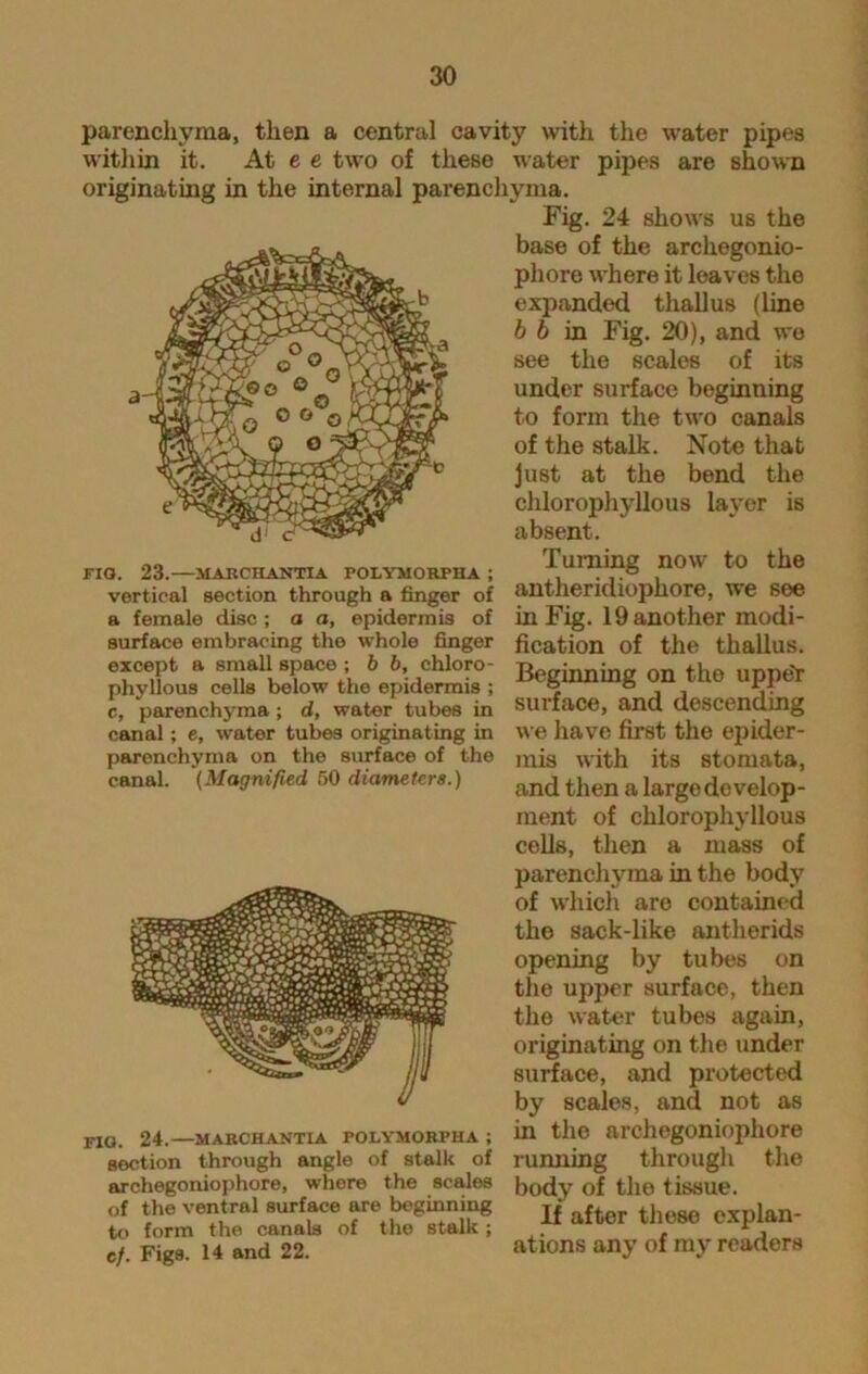 d1 C FIG parenchyma, then a central cavity with the water pipes within it. At e e two of these water pipes are shown originating in the internal parenchyma. Fig. 24 shows us the base of the arcliegonio- phore where it leaves the expanded thallus (line b b in Fig. 20), and we see the scales of its under surface beginning to form the two canals of the stalk. Note that just at the bend the chlorophyllous layer is absent. 23. MABCHANTIA POLYMOBPHA ; ^Hling HOW tO the vertical section through a finger of antheridiophore, we see a female disc; a a, epidermis of in Fig. 19 another modi- surface embracing the whole finger fication of the thallus. »??* c, parenchyma ; d, water tubes in surface, a,nd descending canal ; e, water tubes originating in we have first the epider- parenchyma on the surface of the ,njs with its stomata, canal. (Magnified 50 diameters.) and then a largedevelop- ment of chlorophyllous cells, then a mass of parenchyma in the body of which are contained tho sack-like antherids opening by tubes on the upper surface, then the water tubes again, originating on the under surface, and protected by scales, and not as in the archegoniophore running through the FIG. 24. MABCHANTIA POLYMOBPHA ; section through angle of stalk of _ archegoniophore, where the scales body of tile tissue, of the ventral surface are beginning to form the canals of the stalk ; cf. Figs. 14 and 22. If after these explan- ations any of my readers