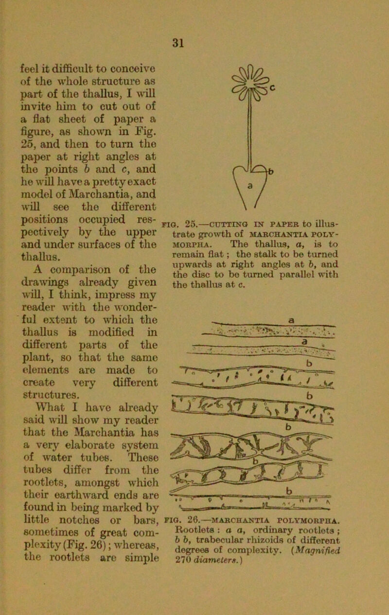 feel it difficult to conceive of the whole structure as part of the thallus, I will invite him to cut out of a flat sheet of paper a figure, as shown in Fig. 25, and then to turn the paper at right angles at the points b and c, and he will have a pretty exact model of Marchantia, and will see tho different positions occupied res- pectively by the upper and under surfaces of the thallus. A comparison of the drawings already given will, I think, impress my reader with the wonder- ful extent to which the thallus is modified in different parts of the plant, so that the same elements are made to create very different structures. What I have already said will show my reader that the Marchantia has a very elaborate system of water tubes. These tubes differ from the rootlets, amongst which their earthward ends are found in being marked by little notches or bars, sometimes of great com- plexity (Fig. 26); whereas, the rootlets are simple FIG. 25.—cutting in PAPES to illus- trate growth Of MARCHANTIA POLY- morpha. The thallus, a, is to remain flat; the stalk to be turned upwards at right angles at b, and the disc to be turned parallel with the thallus at c. FIG. 26.—MARCHANTIA POLYMORPHA. Rootlets : a a, ordinary rootlets ; b b, trabecular rhizoids of different degrees of complexity. (Magnified 270 diameters.)