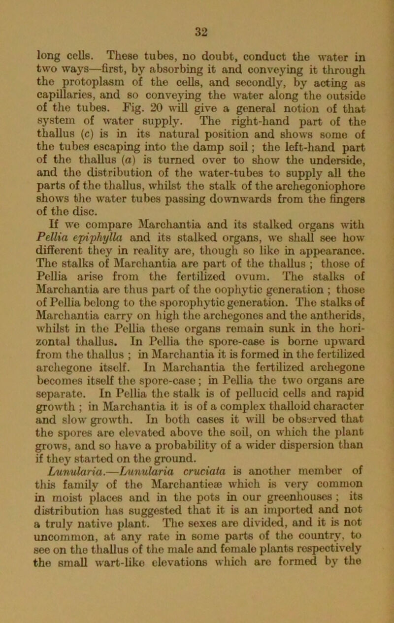 long cells. These tubes, no doubt, conduct the water in two ways—first, by absorbing it and conveying it through the protoplasm of the cells, and secondly, by acting as capillaries, and so conveying the water along the outside of the tubes. Fig. 20 will give a general notion of that system of water supply. The right-hand part of the thallus (c) is in its natural position and shows some of the tubes escaping into the damp soil; the left-hand part of the thallus (a) is turned over to show the underside, and the distribution of the water-tubes to supply all the parts of the thallus, whilst the stalk of the archegoniophore shows the water tubes passing downwards from the fingers of the disc. If we compare Marcliantia and its stalked organs with Pellia epiphylla and its stalked organs, we shall see how- different they in reality are, though so like in appearance. The stalks of Marchantia are part of the thallus ; those of Pellia arise from the fertilized ovum. The stalks of Marchantia are thus part of the oophytic generation ; those of Pellia belong to the sporophytic generation. The stalks of Marchantia carry on high the archegones and the anther ids, whilst in the Pellia these organs remain sunk in the hori- zontal thallus. In Pellia the spore-case is borne upward from the thallus ; in Marchantia it is formed in the fertilized archegone itself. In Marchantia the fertilized archegone becomes itself the spore-case; in Pellia the two organs are separate. In Pellia the stalk is of pellucid cells and rapid growth ; in Marchantia it is of a complex thalloid character and slow growth. In both cases it will be observed that the spores are elevated above the soil, on which the plant grows, and so have a probability of a widor dispersion than if they started on the ground. Lunularia.—Lnnularia cruciata is another member of this family of the Marchantiese which is very common in moist places and in the pots in our greenhouses ; its distribution has suggested that it is an imported and not a truly native plant. The sexes are divided, and it is not uncommon, at any rate in some parts of tho country, to see on the thallus of the male and fomalo plants respectively the small wart-like elevations which are formed by the