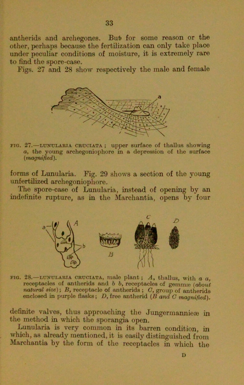 antherids and arckegones. But for some reason or the other, perhaps because the fertilization can only take place under peculiar conditions of moisture, it is extremely rare to find the spore-case. Figs. 27 and 28 show respectively the male and female fig. 27.—lunularia cruciata; upper surface of thallus showing a, the young archegoniophoro in a depression of the surface (magnified). forms of Lunularia. Fig. 29 shows a section of the young unfertilized archegoniophore. The spore-case of Lunularia, instead of opening by an indefinite rupture, as in the Marchantia, opens by four FIG. 28.—lunularia cruciata, male plant; A, thallus, with a a, receptacles of antherids and b b, receptacles of gemnue (about natural size); B, receptaclo of antherids ; C, group of antherids enclosed in purple flasks; D, free antherid (B and G magnified). definite valves, thus approaching tho Jungermanniese in the method in which the sporangia open. Lunularia is very common in its barren condition, in which, as already mentioned, it is oasily distinguished from Marchantia by the form of the receptacles in which the c i)