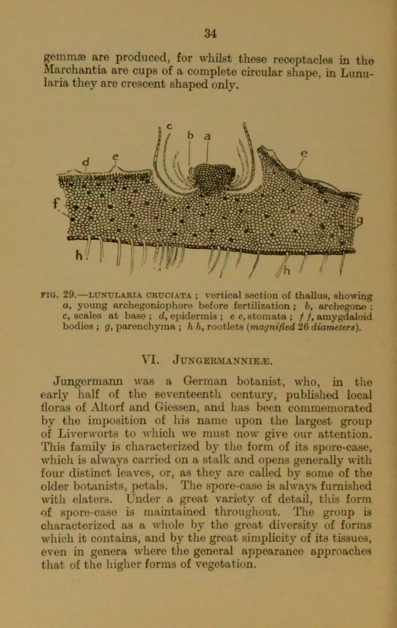 gemmae are produced, for whilst these receptacles in the Marchantia are cups of a complete circular shape, in Lunu- laria they are crescent shaped only. fig. 29.—lonttiaria CBUCiATA ; vertical section of thallus, showing a, young archegoniophore before fertilization ; b, archegone ; c, scales at base ; d, epidermis ; e e, stomata ; / /, amygdaloid bodies ; g, parenchyma ; h h, rootlets (magnified 26 diameters). VI. JUNGERMANNIEJE. Jungermann was a Gorman botanist, who, in the early half of the seventeenth century, published local floras of Altorf and Giessen, and has been commemorated by the imposition of his name upon the largest group of Liverworts to which we must now give our attention. This family is characterized by tho form of its spore-case, which is always carried on a stalk and opens generally with four distinct leaves, or, as they are called by some of the older botanists, petals. The spore-case is always furnished with elators. Under a great variety of detail, this form of spore-case is maintained throughout. The group is characterized as a whole by the great diversity of forms which it contains, and by the great simplicity of its tissues, even in genera where the genoral appearance approaches that of the higher forms of vegotation.