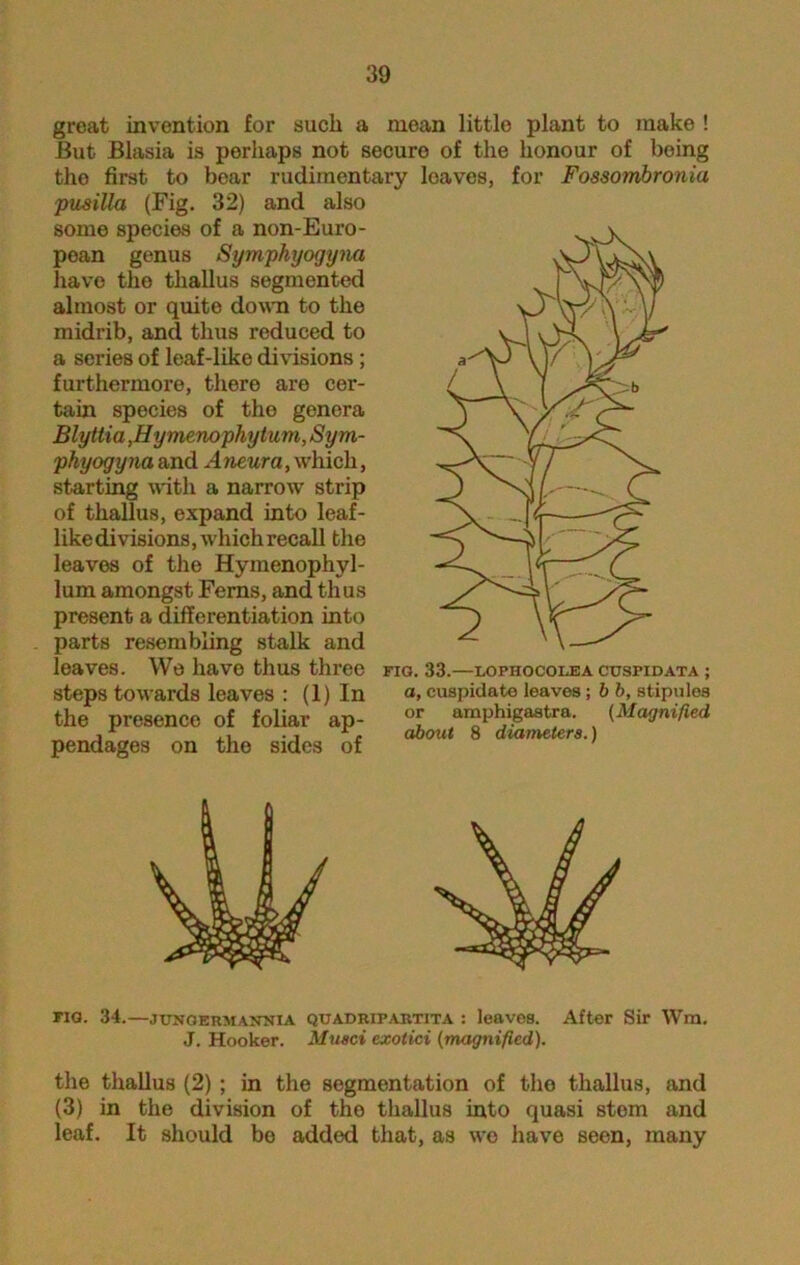 great invention for such a mean little plant to make ! But Blasia is perhaps not secure of the honour of being the first to bear rudimentary leaves, for Fossombronia pusilla (Fig. 32) and also some species of a non-Euro- pean genus Symphyogyna have the thallus segmented almost or quite down to the midrib, and thus reduced to a series of leaf-like divisions ; furthermore, there are cer- tain species of the genera Blyttia ,Hymenophytum, Sym- phyogyna and Amur a, which, starting with a narrow strip of thallus, expand into leaf- like divisions, which recall the leaves of the Hymenophyl- lum amongst Ferns, and thus present a differentiation into parts resembling stalk and leaves. We have thus three steps towards leaves : (1) In the presence of foliar ap- pendages on the sides of FIG. 33. LOPHOCOI.EA CU3PIDATA ; a, cuspidate leaves; b b, stipules or amphigastra. (Magnified about 8 diameters.) fig. 34.—junoermannia QUADRiPARTiTA : leaves. After Sir Wm. J. Hooker. Musci exotici (magnified). the thallus (2) ; in the segmentation of the thallus, and (3) in the division of the thallus into quasi stom and leaf. It should bo added that, as we have seen, many