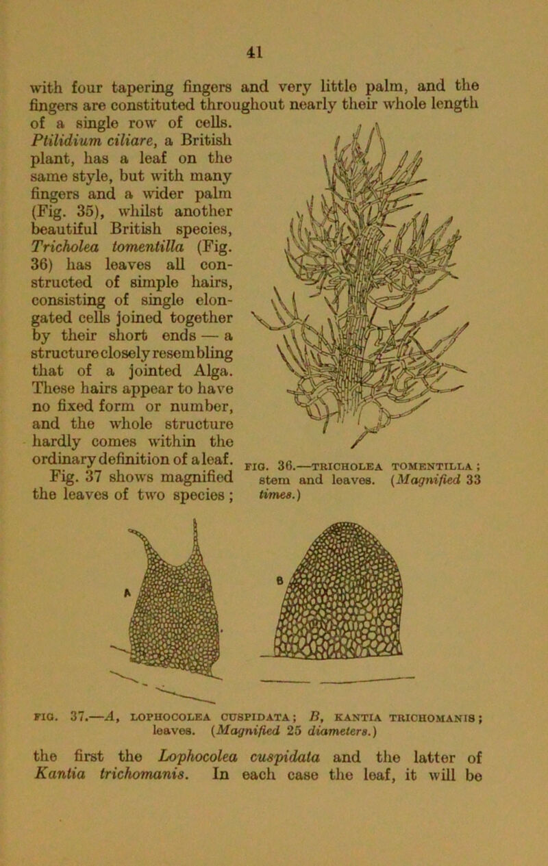 with four tapering fingers and very little palm, and the fingers are constituted throughout nearly their whole length of a singlo row of cells. Ptilidium ciliare, a British plant, has a leaf on the same style, but with many fingers and a wider palm (Fig. 35), whilst another beautiful British species, Tricholea tomenlilla (Fig. 36) has leaves all con- structed of simple hairs, consisting of single elon- gated cells joined together by their short ends — a structure closely resembling that of a jointed Alga. These hairs appear to have no fixed form or number, and the whole structure hardly comes within the ordinary definition of a leaf. FICL 3(;—tricholea tomentilla; .rig. 37 shows magnified stem and leaves. (Magnified 33 the leaves of two species ; times.) FIG. 37. A, LOPIIOCOLEA CUSPIDATA; B, KANTIA TRICHOMAN1S; leaves. (Magnified 25 diameters.) the first the Lophocolea cuspidala and the latter of Kantia Irichomanis. In each case the loaf, it will be