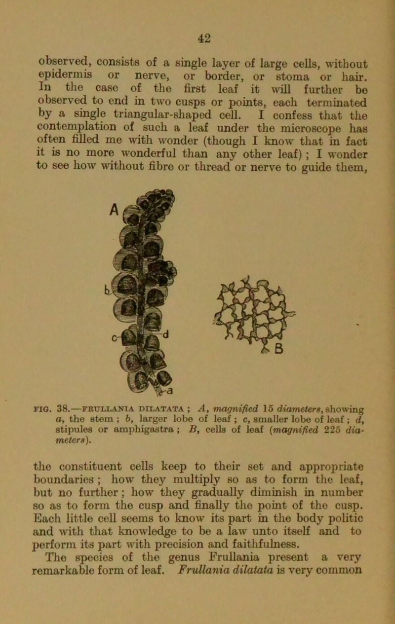 observed, consists of a single layer of large cells, without epidermis or nerve, or border, or stoma or hair. In the case of the first leaf it will further be observed to end in two cusps or points, each terminated by a single triangular-shaped cell. I confess that the contemplation of such a leaf under the microscope has often filled me with wonder (though I know that in fact it is no more wonderful than any other leaf) ; I wonder to see how without fibre or thread or nerve to guide them, fig. 38.—frullania DFLATATA ; A, magnified 15 diameters,showing a, the stem ; b, larger lobe of leaf ; c, smaller lobe of leaf ; d, stipules or amphigastra ; B, cells of leaf (magnified 225 dia- meters). the constituent cells keep to their set and appropriate boundaries ; how they multiply so as to form the leaf, but no further; how they gradually diminish in number so as to form the cusp and finally the point of the cusp. Each little cell seems to know its part in the body politic and with that knowledge to be a law unto itself and to perform its part with precision and faithfulness. The species of the genus Frullania present a very remarkable form of leaf. Frullania dilatata is very common