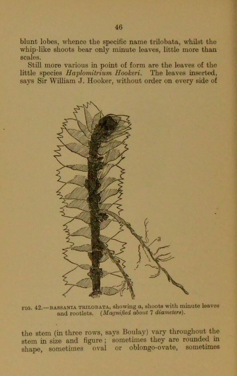 blunt lobes, whence the specific name trilobata, whilst tho whip-like shoots bear only minute leaves, little more than scales. Still more various in point of form are the leaves of the little species Haplomitrium Hookeri. The leaves inserted, says Sir William J. Hooker, without order on every side of fig. 42.—bassanta trilobata, showing a, shoots with minute leaves and rootlets. (Magnified about 7 diameters). the stem (in three rows, says Boulay) vary throughout the stem in size and figure ; sometimes they aro rounded in shape, sometimes oval or oblongo-ovate, sometimes
