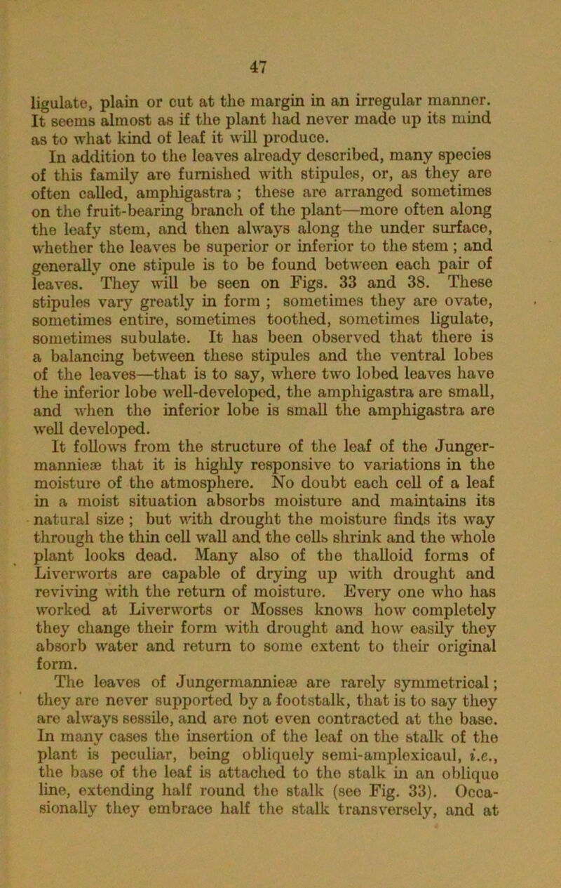 ligulate, plain or cut at the margin in an irregular manner. It seems almost as if the plant had never made up its mind as to what kind of leaf it will produce. In addition to the loaves already described, many species of this family are furnished with stipules, or, as they are often called, amphigastra ; these are arranged sometimes on the fruit-bearing branch of the plant—more often along the leafy stem, and then always along the under surface, whether the leaves be superior or inferior to the stem ; and generally one stipule is to be found between each pair of leaves. They will be seen on Figs. 33 and 38. These stipules vary greatly in form ; sometimes they are ovate, sometimes entire, sometimes toothed, sometimes ligulate, sometimes subulate. It has been observed that there is a balancing between these stipules and the ventral lobes of the loaves—that is to say, where two lobed leaves have the inferior lobe well-developed, the amphigastra are small, and when the inferior lobe is small the amphigastra are well developed. It follows from the structure of the loaf of the Junger- manniese that it is highly responsive to variations in the moisture of the atmosphere. No doubt each cell of a leaf in a moist situation absorbs moisture and maintains its natural size ; but with drought the moisture finds its way through the thin cell wall and the cells shrink and the whole plant looks dead. Many also of the thalloid forms of Liverworts are capable of drying up with drought and reviving with the return of moisture. Every one who has worked at Liverworts or Mosses knows how completely they change their form with drought and how oasily they absorb water and return to some extent to their original form. The leaves of Jungermannieae are rarely symmetrical; they are never supported by a footstalk, that is to say they are always sessile, and are not even contracted at the base. In many cases the insertion of the leaf on the stalk of the plant is peculiar, being obliquoly semi-amploxicaul, t.e., the base of the leaf is attached to the stalk in an oblique line, extending half round the stalk (see Fig. 33). Occa- sionally they embrace half the stalk transversely, and at