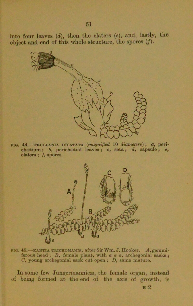 into four loaves (d), then the elaters (e), and, lastly, the object and end of this whole structure, the spores (/). fig. 44.—frullania D i L at at a (magnified, 10 diameters) ; a, peri- chretiura; b, periehaetial loaves; c, seta; d, capsule; e, elaters; /, spores. Fia. 45.-—kantia trichomanis, after Sir Wm. J. Hooker. A, gemmi- ferous head ; B, female plant, with a a a, archegonial sacks ; G, young archegonial sack cut open ; D, same mature. In some few Jungermannieae, tho female organ, instead of being formed at the end of the axis of growth, is e 2