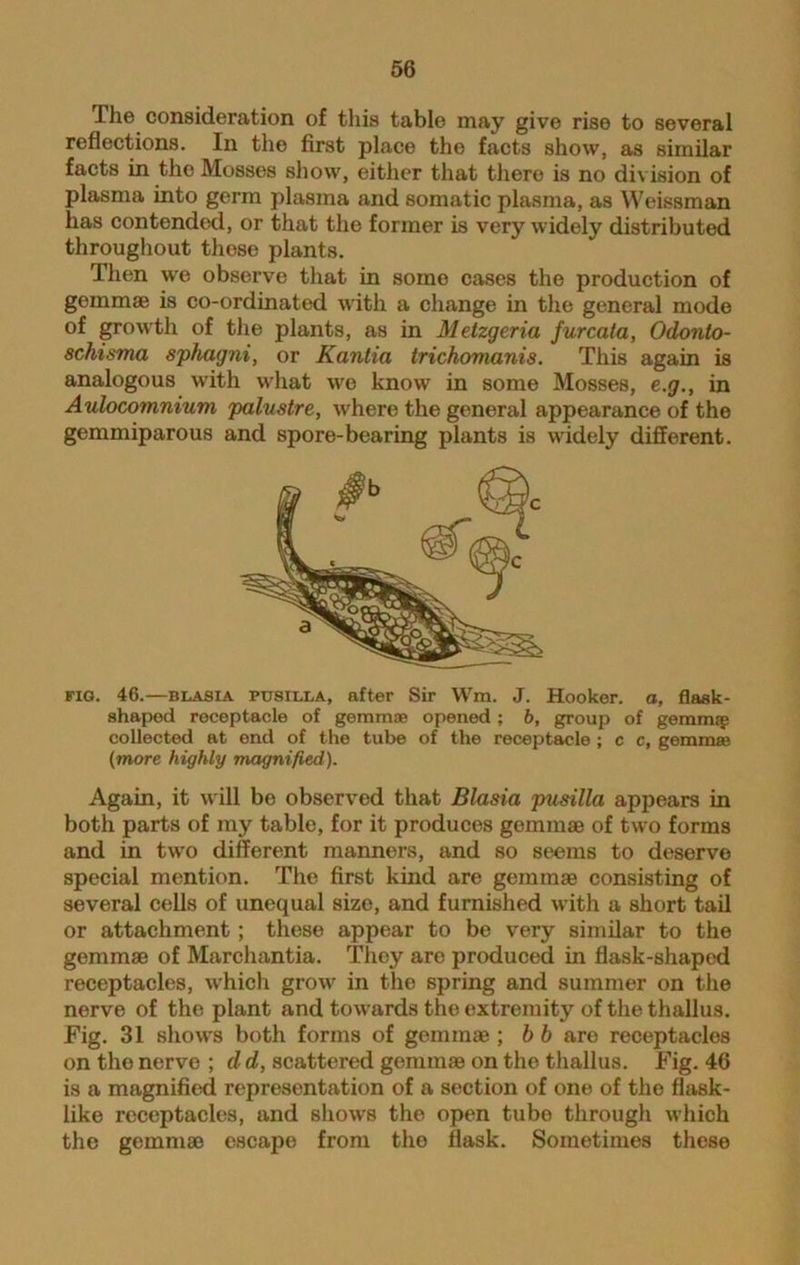 The consideration of this table may give rise to several reflections. In the first place the facts show, as similar facts in the Mosses show, either that there is no division of plasma into germ plasma and somatic plasma, as Weissman has contended, or that the former is very widely distributed throughout these plants. Then we observe that in somo cases the production of gemmae is co-ordinated with a change in the general mode of growth of the plants, as in Metzgeria furcala, Odonto- schisma sphagni, or Kantia trichomanis. This again is analogous with what we know in some Mosses, e.g., in Aulocomnium palustre, where the general appearance of the gemmiparous and spore-bearing plants is widely different. FIG. 46.—BLASIA pusiixa, after Sir Wm. J. Hooker, a, flask- shaped receptacle of gemmae opened; b, group of gemnug collected at end of the tube of the receptacle ; c c, gemmae (more highly magnified). Again, it will bo observed that Blasia pusilla appears in both parts of my table, for it produces gemmae of two forms and in two different manners, and so seems to deserve special mention. The first kind are gemmae consisting of several cells of unequal size, and furnished with a short tail or attachment; these appear to be very similar to the gemmae of Marchantia. They are produced in flask-shaped receptacles, which grow in the spring and summer on the nerve of the plant and towards the extremity of the thallus. Fig. 31 shows both forms of gemmae ; b b are receptacles on the nerve ; d d, scattered gemmae on the thallus. Fig. 46 is a magnified representation of a section of one of the flask- like receptacles, and shows the open tube through which the gemmae escape from the flask. Sometimes these