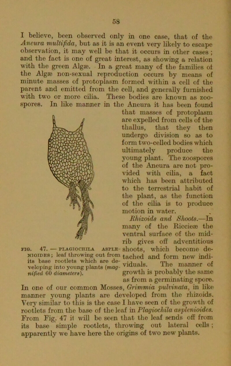 I believe, been observed only in one case, that of the Ancura muUifida, but as it is an event very likely to escape observation, it may well be that it occurs in other cases ; and the fact is one of great interest, as showing a relation with the green Algae. In a great many of the families ot the Algae non-sexual reproduction occurs by means of minute masses of protoplasm formed within a cell of the parent and emitted from the cell, and generally furnished with two or more cilia. These bodies are known as zoo- spores. In like manner in the Aneura it has been found that masses of protoplasm are expelled from cells of the thallus, that they then undergo division so as to form two-celled bodies which ultimately produce the young plant. The zoospores of the Aneura are not pro- vided with cilia, a fact which has been attributed to the terrestrial habit of the plant, as the function of the cilia is to produce motion in water. Rhizoids and Shoots.—In many of the Riccieae the ventral surface of the mid- rib gives off adventitious PLAGiocniLA AsrLE- shoots, which become de- leaf throwing out from tached and form new indi- viduals. The manner of growth is probably the same as from a germinating spore. In one of our common Mosses, Grimmia pulvinata, in like manner young plants are developed from the rhizoids. Very similar to this is the case I have seen of the growth of rootlets from the base of the leaf in Plagiochila asplenioides. From Fig. 47 il will be seen that the leaf sends off from its base simple rootlets, throwing out lateral cells ; apparently we have here the origins of two new plants. fig. 47. - nioides; its base rootlets which are de veloping into young plants (mag- nified 60 diameters).
