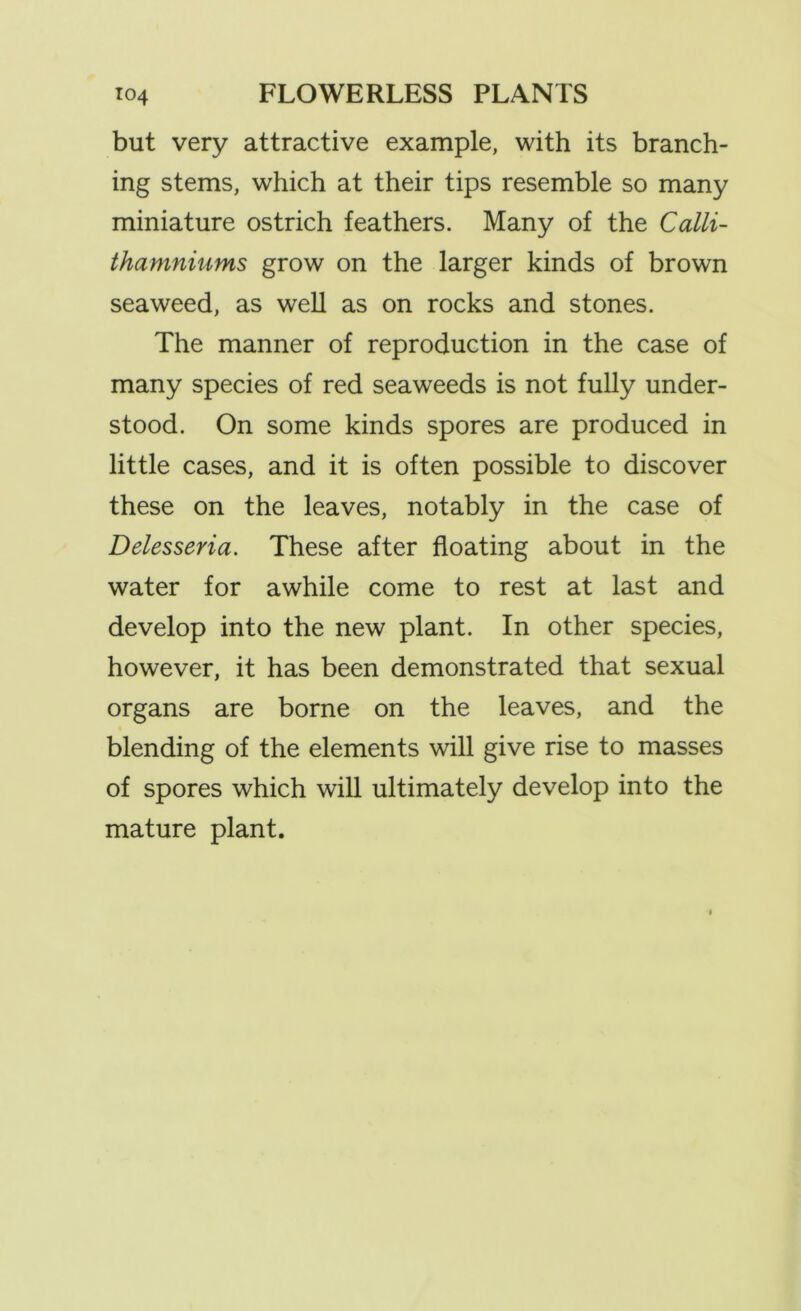 but very attractive example, with its branch- ing stems, which at their tips resemble so many miniature ostrich feathers. Many of the Calli- thamniums grow on the larger kinds of brown seaweed, as well as on rocks and stones. The manner of reproduction in the case of many species of red seaweeds is not fully under- stood. On some kinds spores are produced in little cases, and it is often possible to discover these on the leaves, notably in the case of Delesseria. These after floating about in the water for awhile come to rest at last and develop into the new plant. In other species, however, it has been demonstrated that sexual organs are borne on the leaves, and the blending of the elements will give rise to masses of spores which will ultimately develop into the mature plant.