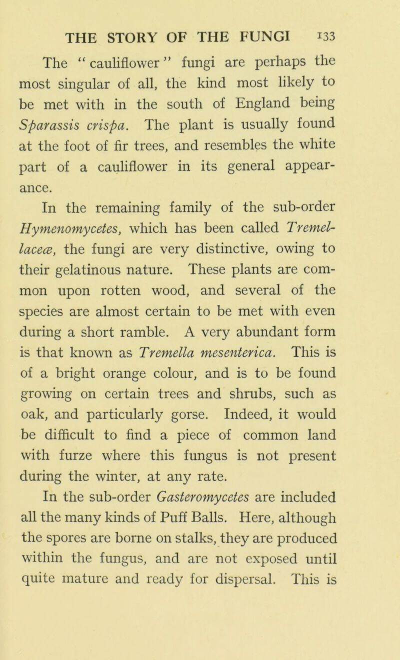 The “ cauliflower ” fungi are perhaps the most singular of all, the kind most likely to be met with in the south of England being Sparassis crispa. The plant is usually found at the foot of fir trees, and resembles the white part of a cauliflower in its general appear- ance. In the remaining family of the sub-order Hymenomycetes, which has been called Tremel- lacecB, the fungi are very distinctive, owing to their gelatinous nature. These plants are com- mon upon rotten wood, and several of the species are almost certain to be met with even during a short ramble. A very abundant form is that known as Tremella mesenterica. This is of a bright orange colour, and is to be found growing on certain trees and shrubs, such as oak, and particularly gorse. Indeed, it would be difficult to find a piece of common land with furze where this fungus is not present during the winter, at any rate. In the sub-order Gasteromycetes are included all the many kinds of Puff Balls. Here, although the spores are borne on stalks, they are produced within the fungus, and are not exposed until quite mature and ready for dispersal. This is