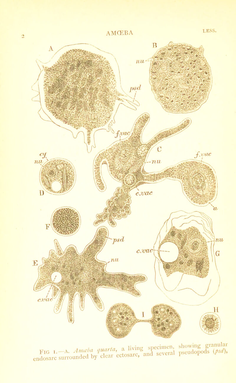 AM CEB A wm ..fori I e.vac h showing granular FIG -A- ^opU*^; endosarc surrounded by clear ectosaic,