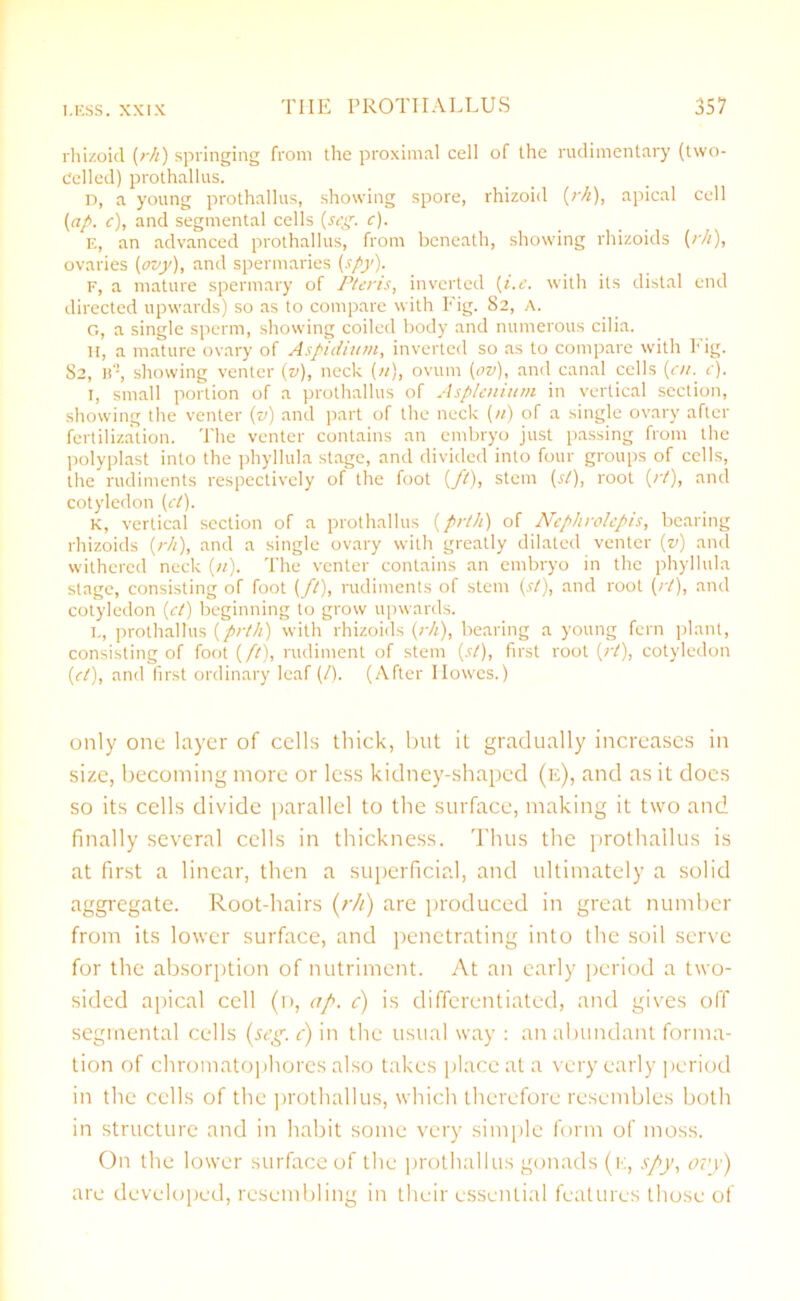 rhizoid (rh) springing from the proximal cell of the rudimentary (two- celled) prothallus. D, a young prothallus, showing spore, rhizoid (rh), apical cell (ap. c), and segmental cells (scg. c). E, an advanced prothallus, from beneath, showing rhizoids (rh), ovaries (ovy), and spermaries (spy). F, a mature spermary of Pteris, inverted (i.e. with its distal end directed upwards) so as to compare with Fig. 82, A. G, a single sperm, showing coiled body and numerous cilia. H, a mature ovary of Aspidium, inverted so as to compare with Fig. S2, B-, showing venter (v), neck (n), ovum (ov), and canal cells (cn. c). I, small portion of a prothallus of Asplenium in vertical section, showing the venter (v) and part of the neck (11) of a single ovary after fertilization. The venter contains an embryo just passing from the polyplast into the phyllula stage, and divided into four groups of cells, the rudiments respectively of the foot (ft), stem (r/), root (rt), and cotyledon (cl). K, vertical section of a prothallus (prth) of Nephrolepis, bearing rhizoids (rh), and a single ovary with greatly dilated venter (v) and withered neck (n). The venter contains an embryo in the phyllula stage, consisting of foot (ft), rudiments of stem (si), and root (rt), and cotyledon (ct) beginning to grow upwards. L, prothallus (prth) with rhizoids (rh), bearing a young fern plant, consisting of foot (ft), rudiment of stem (st), first root (rt), cotyledon (cl), and first ordinary leaf (/). (After Ilowes.) only one layer of cells thick, but it gradually increases in size, becoming more or less kidney-shaped (e), and as it does so its cells divide parallel to the surface, making it two and finally several cells in thickness. Thus the prothallus is at first a linear, then a superficial, and ultimately a solid aggregate. Root-hairs (r/i) are produced in great number from its lower surface, and penetrating into the soil serve for the absorption of nutriment. At an early period a two- sided apical cell (n, ap. c) is differentiated, and gives off segmental cells (peg. c) in the usual way : an abundant forma- tion of chromatophores also takes place at a very early period in the cells of the prothallus, which therefore resembles both in structure and in habit some very simple form of moss. On the lower surface of the prothallus gonads (e, spy, ovy) are developed, resembling in their essential features those of