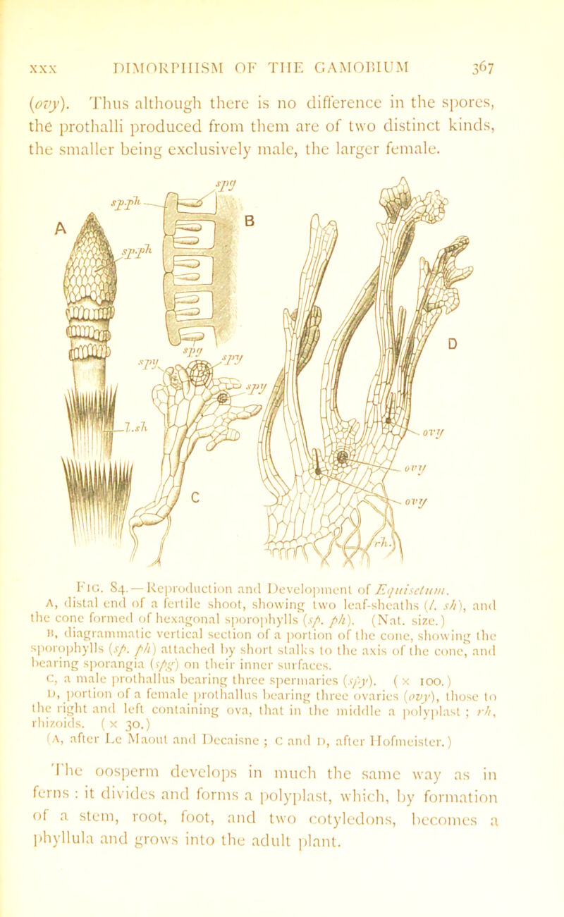 (ovy). Thus although there is no difference in the spores, the prothalli produced from them are of two distinct kinds, the smaller being exclusively male, the larger female. Fig. 84. — Reproduction and Development of Equisetum. A, distal end of a fertile shoot, showing two leaf-sheaths (/. s/i), and the cone formed of hexagonal sporophylls (.?/. ph). (Nat. size.) B, diagrammatic vertical section of a portion of the cone, showing the sporophylls (sp. ph: attached by short stalks to the axis of the cone, and bearing sporangia (spg) on their inner surfaces. C, a male prothallus bearing three spermaries {spy). ( x 100.) D, portion of a female prothallus bearing three ovaries (ovy), those to the right and left containing ova, that in the middle a polyplast ; r/i, rhizoids. ( x 30.) (a, after I.e Maout and Dccaisne ; c and n, after Hofmeister.) I he oosperm develops in much the same way ns in ferns : it divides and forms a polyplast, which, by formation of a stem, root, foot, and two cotyledons, becomes a phyllula and grows into the adult plant.