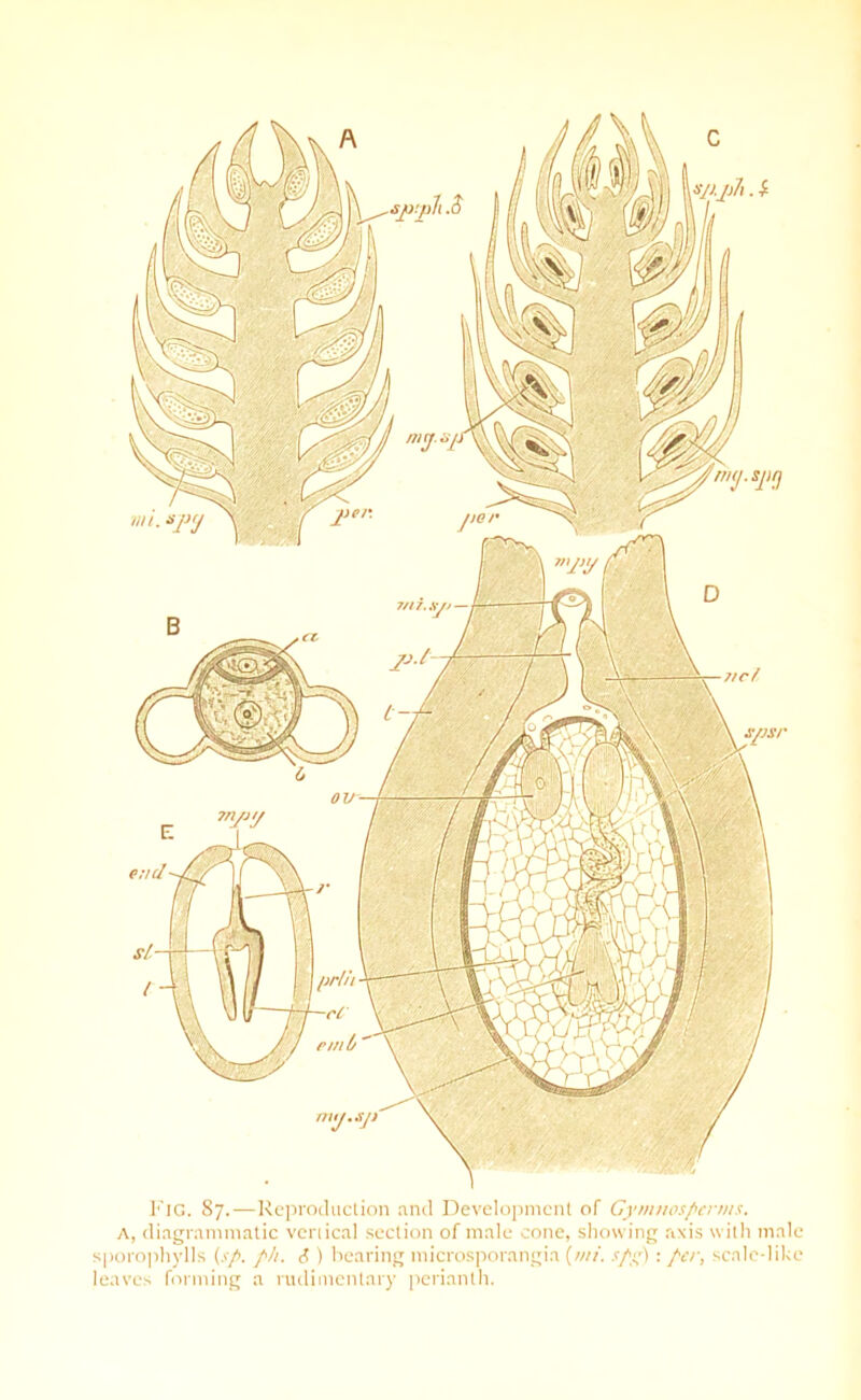 c Fig. 87.—Reproduction and Development of Gymuosperms. a, diagrammatic veriical section of male cone, showing axis with male sporophylls (sp. p/i. <? ) hearing microsporangia (////. spy): per, scale-like leaves forming a rudimentary perianth.