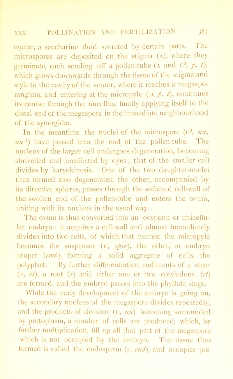 XXX POLLINATION AND FERTILIZATION jSj nectar, a saccharine fluid secreted by certain parts. 1 he microspores are deposited on the stigma (a), where they germinate, each sending off a pollen-tube (a and c2, /. /), which grows downwards through the tissue of the stigma and style to the cavity of the venter, where it reaches a megaspo- rangium, and entering at the micropyle (d, p. t), continues its course through the nucellus, finally applying itseli to the distal end of the megaspore in the immediate neighbourhood of the synergidce. In the meantime the nuclei of the microspore (c2, nit, me]) have passed into the end of the pollen-tube. The nucleus of the larger cell undergoes degeneration, becoming shrivelled and unaffected by dyes; that of the smaller cell divides by karyokinesis. One of the two daughter-nuclei thus formed also degenerates, the other, accompanied by its directive spheres, passes through the softened cell-wall of the swollen end of the pollen-tube and enters the ovum, uniting with its nucleus in the usual way. The ovum is thus converted into an oosperm or unicellu- lar embryo : it acquires a cell-wall and almost immediately divides into two cells, of which that nearest the micropyle becomes the suspensor (n, spsr), the other, or embryo proper (emb), forming a solid aggregate of cells, the polyplast. By further differentiation rudiments of a stem (f, st), a root (;-) an'd either one or two cotyledons (ct) are formed, and the embryo passes into the phyllula stage. While the early development of the embryo is going on, the secondary nucleus of the megaspore divides repeatedly, and the products of division (e, mi) becoming surrounded by protoplasm, a number of cells are produced, which, by further multiplication, fill up all that part of the megaspore which is not occupied by the embryo. The tissue thus formed is called the endosperm (f. end), and occupies pre-