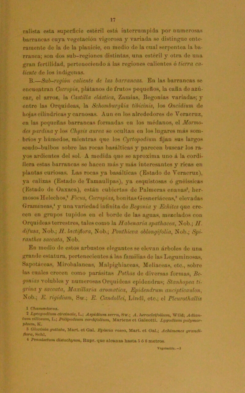 ralista esta superficie estéril está interrumpida por numerosas barrancas cuya vegetación vigorosa y variada se distingue ente- ramente de la de la planicie, en medio de la cual serpentea la ba- rranca; son dos sub-regiones distintas, una estéril y otra de una gran fertilidad, perteneciendo a las regiones calientes ó tierra ca- liente de los indígenas. B.—Sub-región caliente de las barrancas. En las barrancas se encuentran Cecropia, plátanos de frutos pequeños, la caña de azú- car, el arroz, la Castilla elástica, Zamias, Begonias variadas; y entre las Orquídeas, la Schomburgkia tibicinis, los Oneidium de hojas cilindricas y carnosas. Aun en los alrededores de Veraeruz, en las pequeñas barrancas formadas en los médanos, el Mormo- des pardina y los Chysis aurea se ocultan en los lugares más som- bríos y húmedos, mientras que los Cyrtopodium fijan sus largos «eudo-bulbos sobre las rocas basálticas y parecen buscar los ra- yos ardientes del sol. A medida que se aproxima uno á la cordi- llera estas barrancas so hacen más y más interesantes y ricas en plantas curiosas. Las rocas ya basálticas (Estado do Veraeruz), ya calizas (Estado de Tamaulipas), ya esquistosas ó gnéissicas (Estado do Oaxaca), están cubiertas de Palmeras enanas1, her- mosos Heléchos,* Fíats, Cecropias, bonitasGesneriáceas,* elevada;- Gramíneas,4 y una variedad infinita de Begonia y Echites que cre- cen en grupos tupidos en el borde de las aguas, mezclados con Orquídeas terrestres, tales como la Habcnaria spathacca, Nob.; H. difusa, Nob.; 7/. lactiflora, Nob.; Pont hiera oblongifolia, Nob.; Spi- ranthes saccata, Nob. En medio do estos arbustos elegantes se elevan árboles de una grande estatura, pertenecientes á las familias de las Leguminosas, Sapotáceas, Mirobalaneus, Malpigh¡uceas, Meliaceas, etc., sobre las cuales crecen como parásitas Pothos de diversas formas, Be- gonias volubles y numerosas Orquídeas epidendras; Stanhopea ti- grina y saccata, JJaxillaria aromático, Epidendrum ancipticaulon, Nob.; E. rigidium, Svv.; E. Candottei, Lindl, etc.; el Pleurothallis 1 Chanurdorea. 2 Lycopadiutn eirdnate, L.; Axpidlum ierra, 8w.; A. heraelei/oUum, Wlld; Adian- twm vil/osum, U; PnUjxxlium eordi/olium, Martens et Galeotti. Lygodium polyrnor- phum, K. 8 Gloxinia guttata, Mart. et Gal. Kjdscia rosea, Mart. et Gal.; Aehimenes grandi- flora, Hchl. 4 1‘ennUetum distachyum, Ilupr. que alcanza hasta 5 6 6 metros. Vegetación. -3
