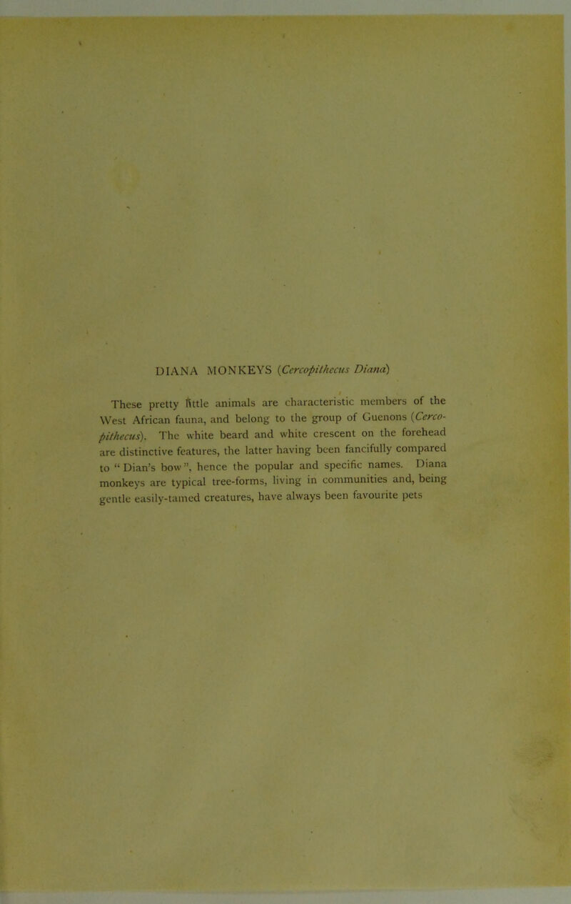 I These pretty tittle animals are characteristic members of the West African fauna, and belong to the group of Guenons (Cerco- pithecus). The white beard and white crescent on the forehead are distinctive features, the latter having been fancifully compared to “ Dian’s bow ”, hence the popular and specific names. Diana monkeys are typical tree-torms, living in communities and, being gentle easily-tamed creatures, have always been favourite pets