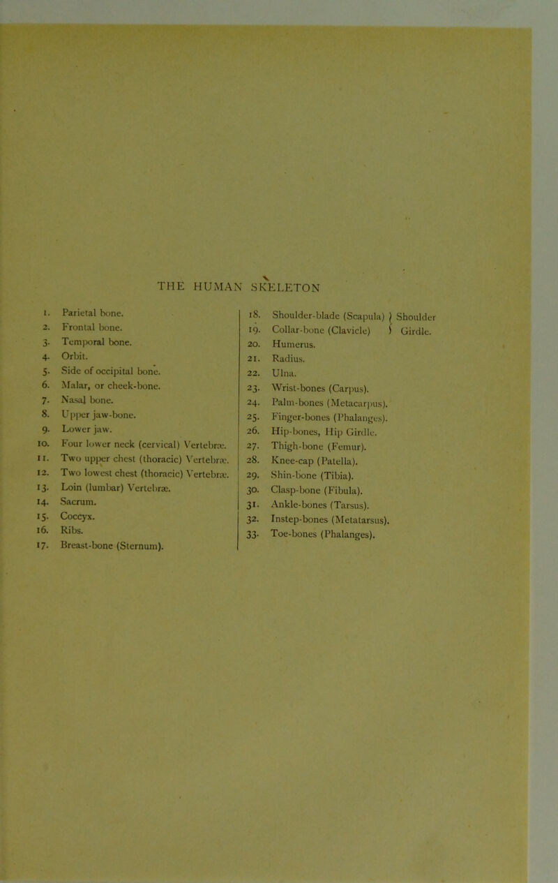 1. Parietal bone. 2. Frontal bone. 3. Temporal bone. 4. Orbit. 5. Side of occipital bone. 6. Malar, or cheek-bone. 7. Nasal bone. 8. Upper jaw-bone. 9. Lower jaw. 10. Four lower neck (cervical) Vertebrae. 11. Two upper chest (thoracic) Vertebrae. 12. Two lowest chest (thoracic) Vertebra.-. 13. Loin (lumbar) Vertebrae. 14. Sacrum. 15. Coccyx. 16. Ribs. 17. Breast-bone (Sternum). 18. Shoulder-blade (Scapula) \ Shoulder 19. Collar-bone (Clavicle) ) Girdle. 20. Humerus. 21. Radius. 22. Ulna. 23. Wrist-bones (Carpus). 24. Palm-bones (Metacarpus). 25. Finger-bones (Phalanges). 26. Hip-bones, Hip Girdle. 27. Thigh-bone (Femur). 28. Knee-cap (Patella). 29. Shin-bone (Tibia). 30. Clasp-bone (Fibula). 31. Ankle-bones (Tarsus). 32. Instep-bones (Metatarsus). 33- Toe-bones (Phalanges).