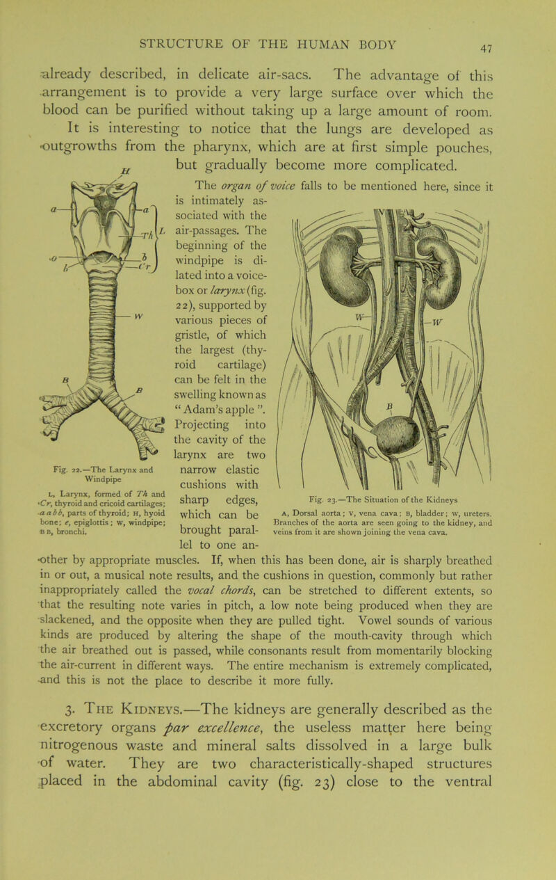 47 already described, in delicate air-sacs. The advantage of this -arrangement is to provide a very large surface over which the blood can be purified without taking up a large amount of room. It is interesting to notice that the lungs are developed as •outgrowths from the pharynx, which are at first simple pouches, H but gradually become more complicated. Fig. 22.—The Larynx and Windpipe The organ of voice falls to be mentioned here, since it is intimately as- sociated with the air-passages. The beginning of the windpipe is di- lated into a voice- box or larynx {fig. 22), supported by various pieces of gristle, of which the largest (thy- roid cartilage) can be felt in the swelling known as “ Adam’s apple Projecting into the cavity of the larynx are two narrow elastic cushions with sharp edges, which can be brought paral- lel to one an- •other by appropriate muscles. If, when this has been done, air is sharply breathed in or out, a musical note results, and the cushions in question, commonly but rather inappropriately called the vocal chords, can be stretched to different extents, so that the resulting note varies in pitch, a low note being produced when they are ■slackened, and the opposite when they are pulled tight. Vowel sounds of various kinds are produced by altering the shape of the mouth-cavity through which the air breathed out is passed, while consonants result from momentarily blocking the air-current in different ways. The entire mechanism is extremely complicated, -and this is not the place to describe it more fully. L, Larynx, formed of Th and *CV, thyroid and cricoid cartilages; a abb, parts of thyroid; H, hyoid bone; e, epiglottis; w, windpipe; bb, bronchi. Fig. 23.—The Situation of the Kidneys A, Dorsal aorta; V, vena cava; B, bladder; w, ureters. Branches of the aorta are seen going to the kidney, and veins from it are shown joining the vena cava. 3. The Kidneys.—The kidneys are generally described as the excretory organs par excellence, the useless matter here being nitrogenous waste and mineral salts dissolved in a large bulk of water. They are two characteristically-shaped structures placed in the abdominal cavity (fig. 23) close to the ventral