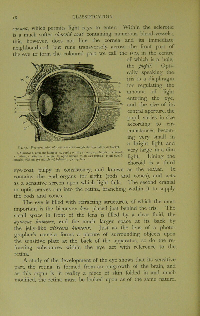 5« cornea, which permits light rays to enter. Within the sclerotic is a much softer choroid coat containing numerous blood-vessels; this, however, does not line the cornea and its immediate neighbourhood, but runs transversely across the front part of the eye to form the coloured part we call the iris, in the centre of which is a hole, the pupil. Opti- cally speaking the iris is a diaphragm for regulating the amount of light entering the eye, and the size of its central aperture, the pupil, varies in size according to cir- cumstances, becom- ing very small in a bright light and very large in a dim light. Lining the choroid is a third as the retina. It contains the end-organs for sight (rods and cones), and acts as a sensitive screen upon which light falls. The second cranial or optic nerves run into the retina, branching within it to supply the rods and cones. The eye is filled with refracting structures, of which the most important is the biconvex lens, placed just behind the iris. The small space in front of the lens is filled by a clear fluid, the aqueous humour, and the much larger space at its back by the jelly-like vitreous humour. Just as the lens of a photo- grapher’s camera forms a picture of surrounding objects upon the sensitive plate at the back of the apparatus, so do the re- fracting substances within the eye act with reference to the retina. A study of the development of the eye shows that its sensitive part, the retina, is formed from an outgrowth of the brain, and as this organ is in reality a piece of skin folded in and much modified, the retina must be looked upon as of the same nature. Pig- 33-—Representation of a vertical cut through the Eyeball in its Socket a, Cornea; B, aqueous humour; c, pupil; D, iris; e, lens; H, sclerotic; I, choroid; K, retina; L, vitreous humour; M, optic nerve; n, an eye-muscle; p, an eyelid- muscle, with an eye-muscle (o) below it; qr, eyelids. eye-coat, pulpy in consistency, and known