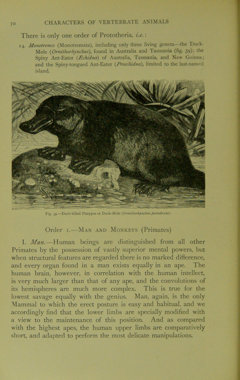 7° There is only one order of Prototheria, i.e.: 14. Monotremes (Monotremata), including only three living genera—the Duck- Mole (Ornithorhynchus), found in Australia and Tasmania (fig. 39); the Spiny Ant-Eater (Echidna) of Australia, Tasmania, and New Guinea; and the Spiny-tongued Ant-Eater (Proechidtia), limited to the last-named island. flllliiiisi-uSfjL Fig. 39.—Duck-billed Platypus or Duck-Mole {Ornithorhynchusparadoxus). Order 1.—Man and Monkeys (Primates) I. Man. — Human beings are distinguished from all other Primates by the possession of vastly superior mental powers, but when structural features are regarded there is no marked difference, and every organ found in a man exists equally in an ape. The human brain, however, in correlation with the human intellect, is very much larger than that of any ape, and the convolutions of its hemispheres are much more complex. This is true for the lowest savage equally with the .genius. Man, again, is the only Mammal to which the erect posture is easy and habitual, and we accordingly find that the lower limbs are specially modified with a view to the maintenance of this position. And as compared with the highest apes, the human upper limbs are comparatively short, and adapted to perform the most delicate manipulations.