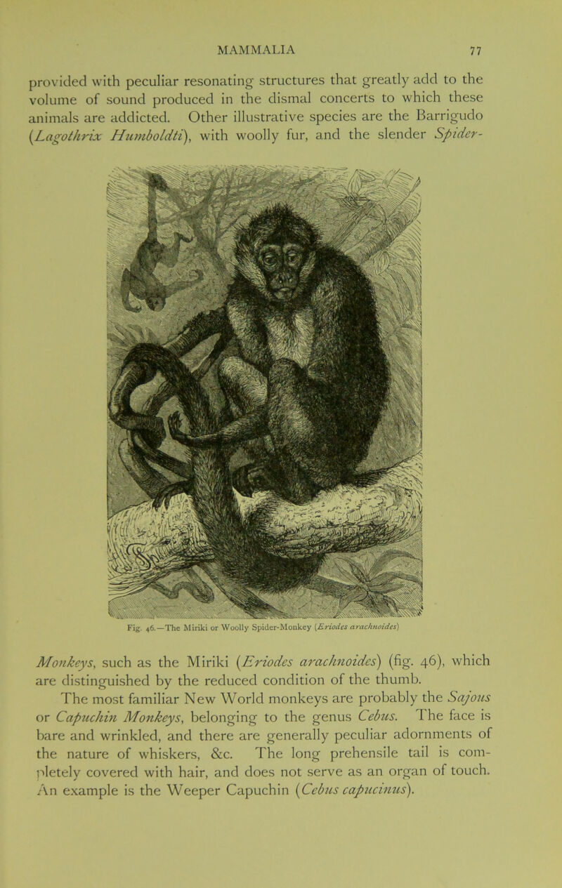 provided with peculiar resonating structures that greatly add to the volume of sound produced in the dismal concerts to which these animals are addicted. Other illustrative species are the Barrigudo {Lagothrix Humboldti), with woolly fur, and the slender Spider - Fig. 46.—The Miriki or Woolly Spider-Monkey (Eriodes arachnoides) Monkeys, such as the Miriki (.Eriodes arachnoides) (fig. 46), which are distinguished by the reduced condition of the thumb. The most familiar New World monkeys are probably the Sajous or Capuchin Monkeys, belonging to the genus Cebus. T he face is bare and wrinkled, and there are generally peculiar adornments of the nature of whiskers, &c. The long prehensile tail is com- pletely covered with hair, and does not serve as an organ of touch. An example is the Weeper Capuchin {Cebus capucinus).