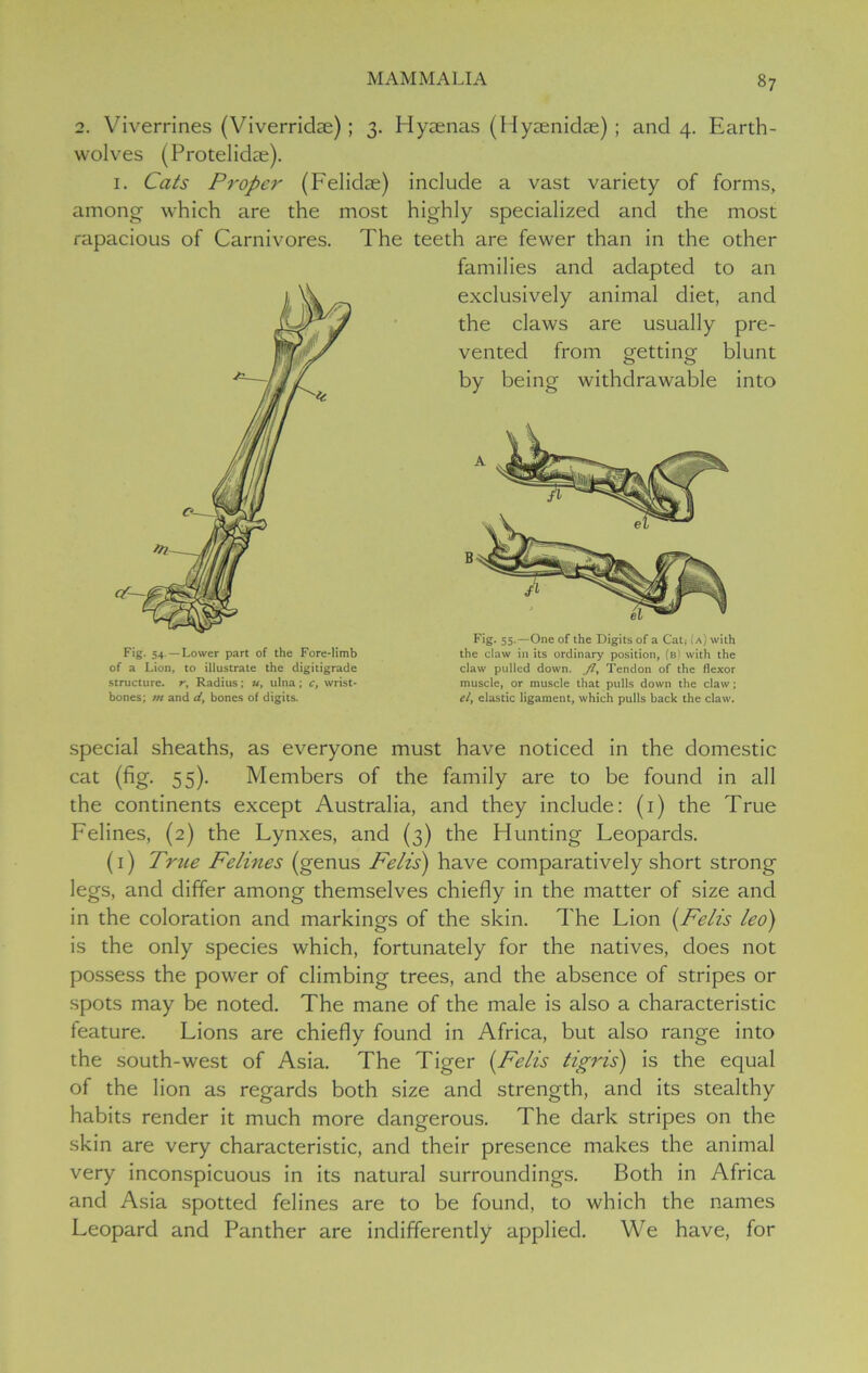 2. Viverrines (Viverridae) ; 3. Hyaenas (Hyaenidae) ; and 4. Earth- wolves (Protelidae). 1. Cats Proper (Felidae) include a vast variety of forms, among which are the most highly specialized and the most rapacious of Carnivores. The Fig. 54 — Lower part of the Fore-limb of a Lion, to illustrate the digitigrade structure, r, Radius; u, ulna; c, wrist- bones; m and d, bones of digits. teeth are fewer than in the other families and adapted to an exclusively animal diet, and the claws are usually pre- vented from getting blunt by being withdrawable into Fig- 55.—One of the Digits of a CaC (a) with the claw in its ordinary position, (b' with the claw pulled down. JZ, Tendon of the flexor muscle, or muscle that pulls down the claw; cly elastic ligament, which pulls back the claw. special sheaths, as everyone must have noticed in the domestic cat (fig. 55). Members of the family are to be found in all the continents except Australia, and they include: (1) the True Felines, (2) the Lynxes, and (3) the Hunting Leopards. (1) True Felines (genus Fells') have comparatively short strong legs, and differ among themselves chiefly in the matter of size and in the coloration and markings of the skin. The Lion (Felis leo) is the only species which, fortunately for the natives, does not possess the power of climbing trees, and the absence of stripes or spots may be noted. The mane of the male is also a characteristic feature. Lions are chiefly found in Africa, but also range into the south-west of Asia. The Tiger (Felis tigris) is the equal of the lion as regards both size and strength, and its stealthy habits render it much more dangerous. The dark stripes on the skin are very characteristic, and their presence makes the animal very inconspicuous in its natural surroundings. Both in Africa and Asia spotted felines are to be found, to which the names Leopard and Panther are indifferently applied. We have, for