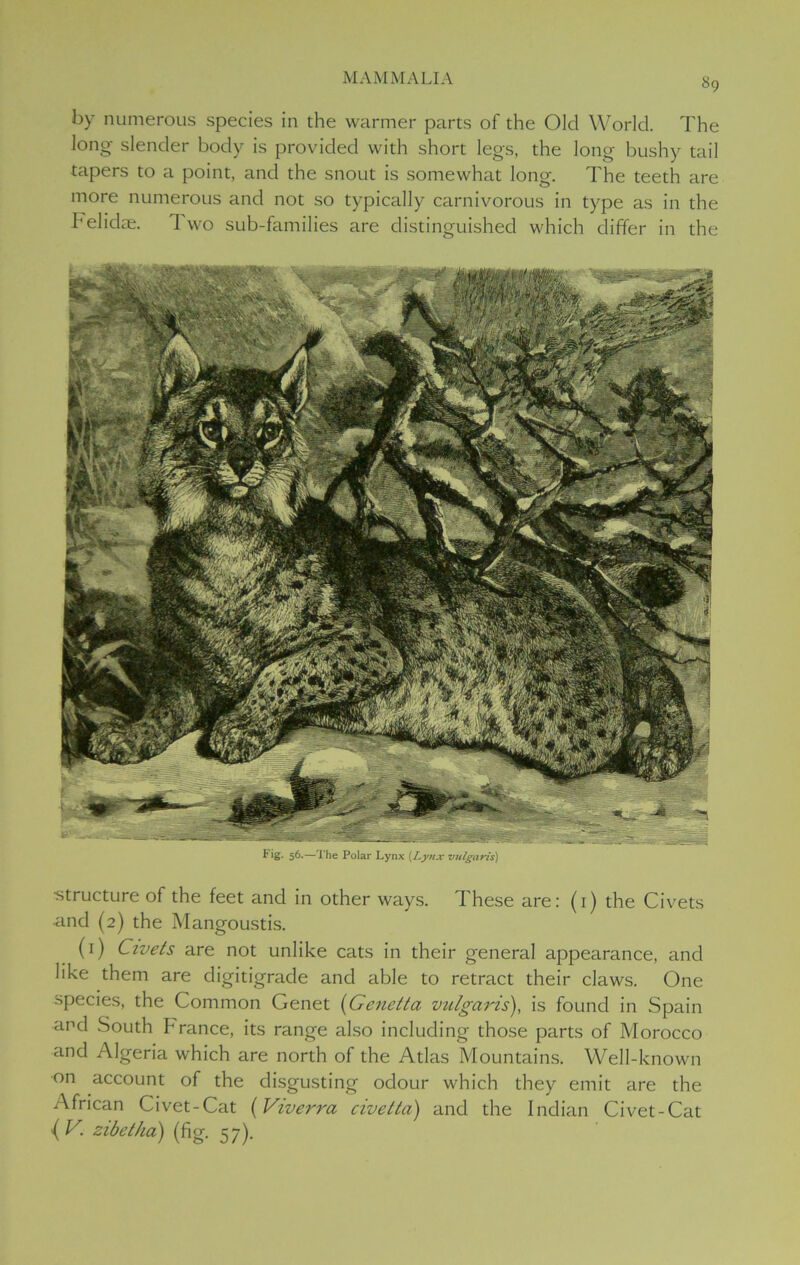 by numerous species in the warmer parts of the Old World. The long- slender body is provided with short legs, the long bushy tail tapers to a point, and the snout is somewhat long. The teeth are more numerous and not so typically carnivorous in type as in the Felidae. Two sub-families are distinguished which differ in the Fig. 56-—The Polar Lynx (Lynx vulgaris) •structure of the feet and in other ways. These are: (1) the Civets and (2) the Mangoustis. (1) Civets are not unlike cats in their general appearance, and like them are digitigrade and able to retract their claws. One species, the Common Genet (Genetta vulgaris), is found in Spain and South France, its range also including those parts of Morocco and Algeria which are north of the Atlas Mountains. Well-known on account of the disgusting odour which they emit are the African Civet-Cat (Viverra civetta) and the Indian Civet-Cat { V- zibet/ia) (fig. 57).