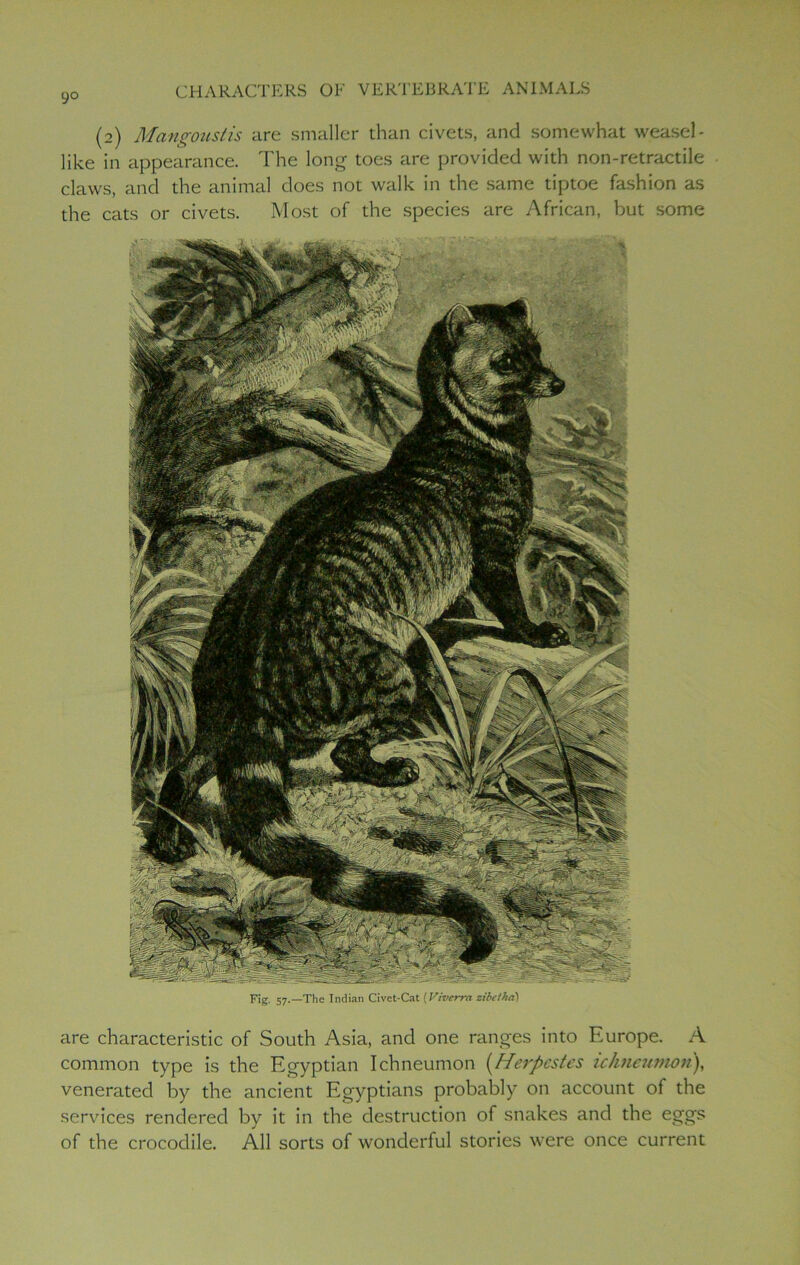 are characteristic of South Asia, and one ranges into Europe. A common type is the Egyptian Ichneumon (Herpcstes ichneumon), venerated by the ancient Egyptians probably on account of the services rendered by it in the destruction of snakes and the eggs of the crocodile. All sorts of wonderful stories were once current 9o CHARACTERS OF VERTEBRATE ANIMALS (2) Mctngoustis are smaller than civets, and somewhat weasel- like in appearance. The long toes are provided with non-retractile claws, and the animal does not walk in the same tiptoe fashion as the cats or civets. Most of the species are African, but some Fig. 57.—The Indian Civet-Cat (Vi verm zibetka)