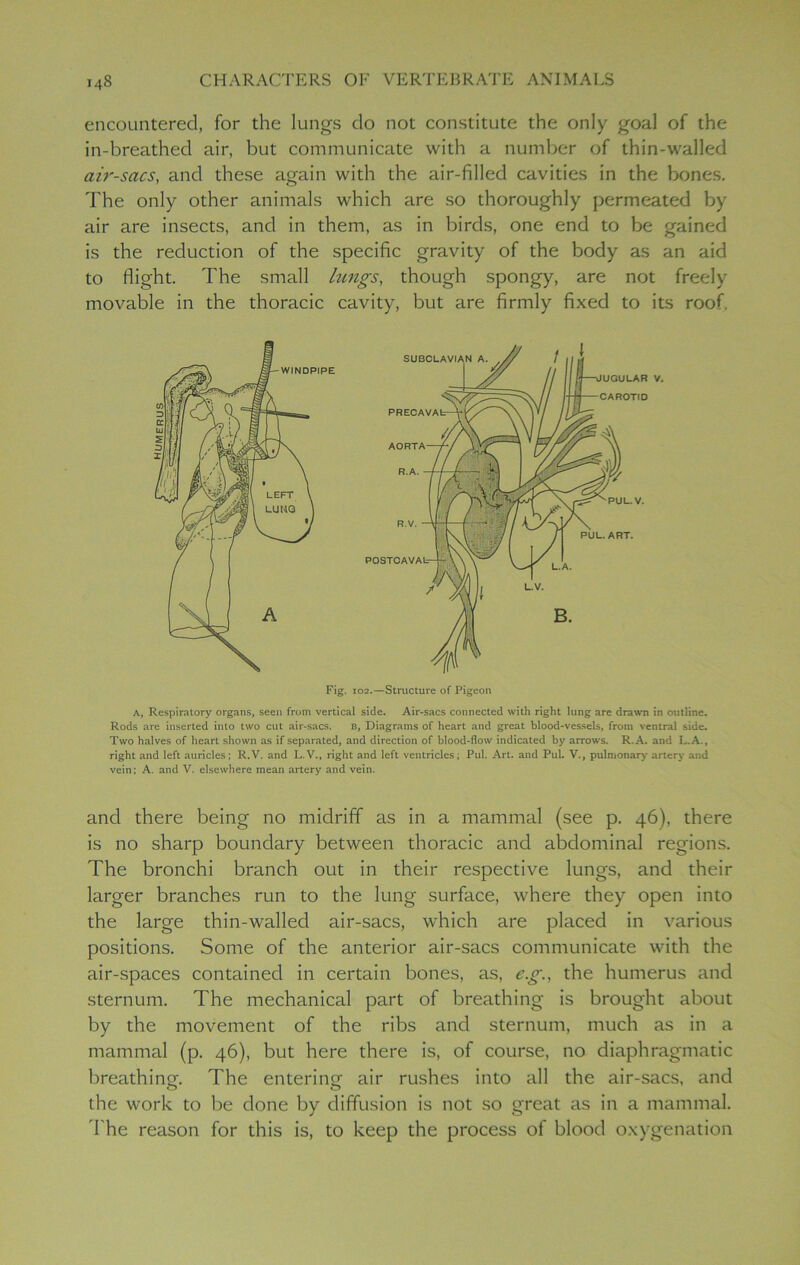 encountered, for the lungs do not constitute the only goal of the in-breathecl air, but communicate with a number of thin-walled air-sacs, and these again with the air-filled cavities in the bones. The only other animals which are so thoroughly permeated by air are insects, and in them, as in birds, one end to be gained is the reduction of the specific gravity of the body as an aid to flight. The small lungs, though spongy, are not freely movable in the thoracic cavity, but are firmly fixed to its roof. A, Respiratory organs, seen from vertical side. Air-sacs connected with right lung are drawn in outline. Rods are inserted into two cut air-sacs. b, Diagrams of heart and great blood-vessels, from ventral side. Two halves of heart shown as if separated, and direction of blood-flow indicated by arrows. R.A. and L.A., right and left auricles; R.V. and L.V., right and left ventricles; Pul. Art. and Pul. V., pulmonary artery and vein; A. and V. elsewhere mean artery and vein. and there being no midriff as in a mammal (see p. 46), there is no sharp boundary between thoracic and abdominal regions. The bronchi branch out in their respective lungs, and their larger branches run to the lung surface, where they open into the large thin-walled air-sacs, which are placed in various positions. Some of the anterior air-sacs communicate with the air-spaces contained in certain bones, as, e.g., the humerus and sternum. The mechanical part of breathing is brought about by the movement of the ribs and sternum, much as in a mammal (p. 46), but here there is, of course, no diaphragmatic breathing. The entering air rushes into all the air-sacs, and the work to be done by diffusion is not so great as in a mammal. The reason for this is, to keep the process of blood oxygenation Fig. 102.—Structure of Pigeon