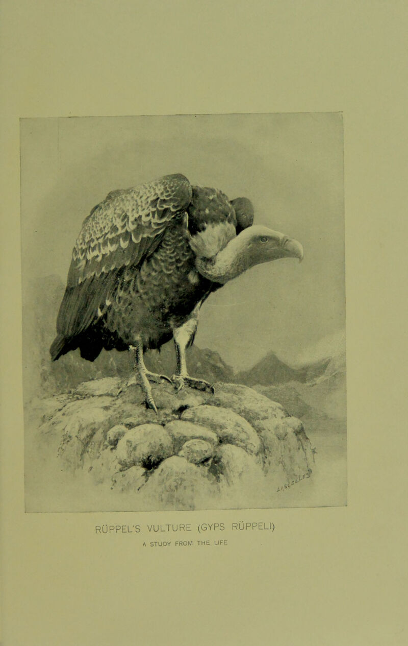 RUPPEL’S VULTURE (GYPS RUPPELI) A STUDY FROM THE LIFE